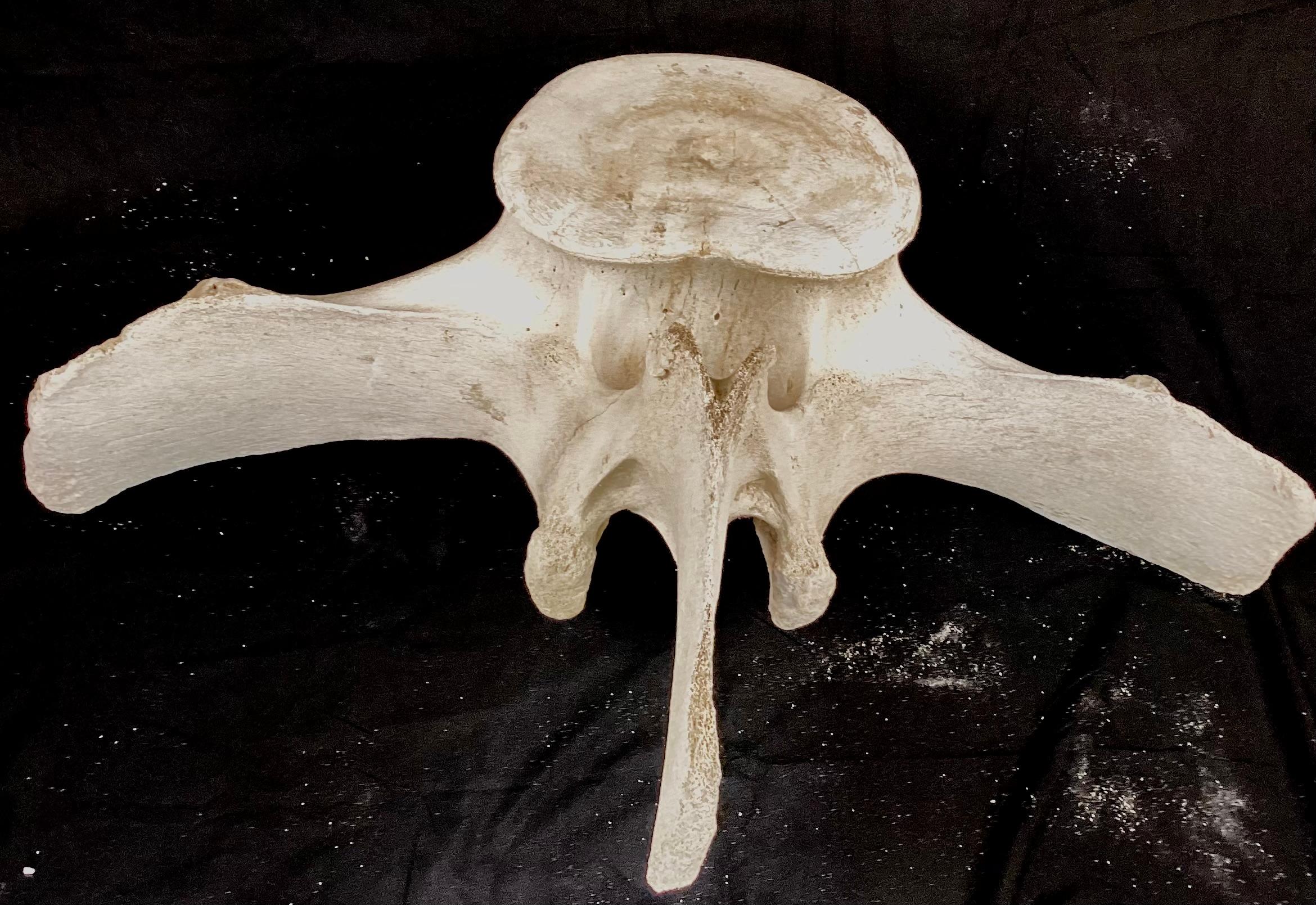 20th Century Very Large Fossilized Whale Vertebrae