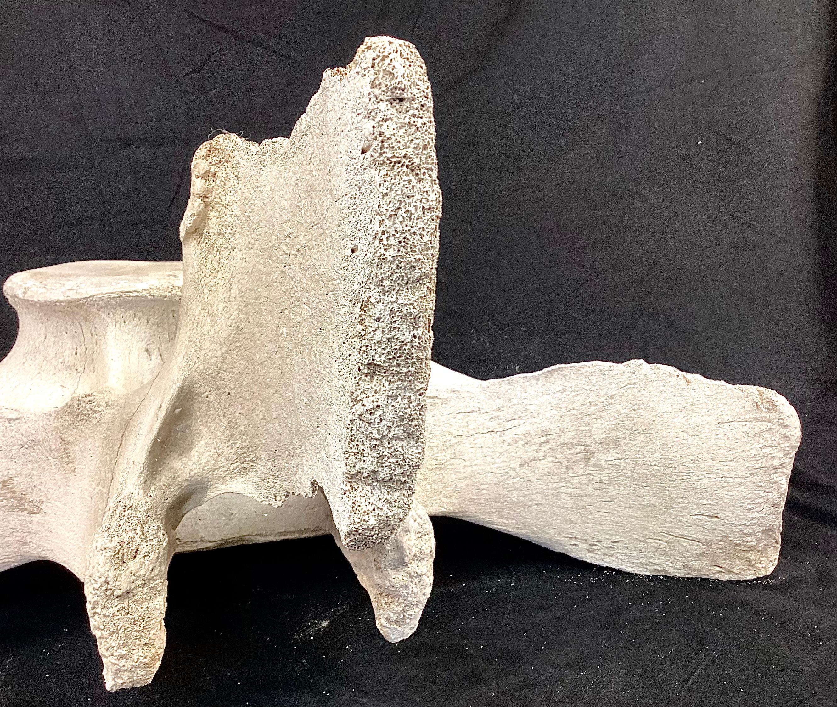 Bone Very Large Fossilized Whale Vertebrae