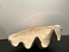 Sehr große beeindruckende Muschelskulptur aus gegossenem Zementguss