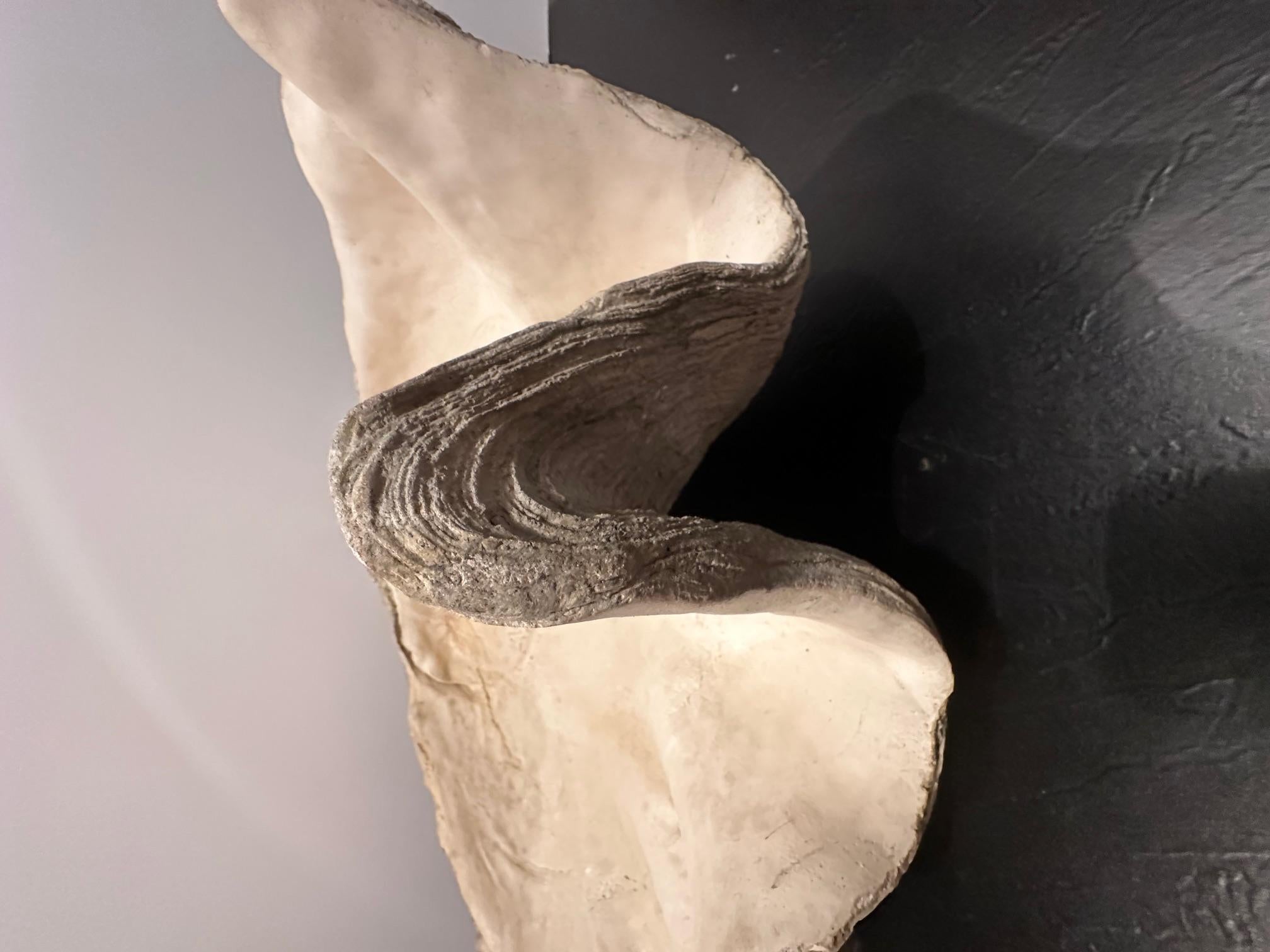 Impresionante Escultura de Concha de Almeja de Cemento Fundido de Gran Tamaño Vaciado
