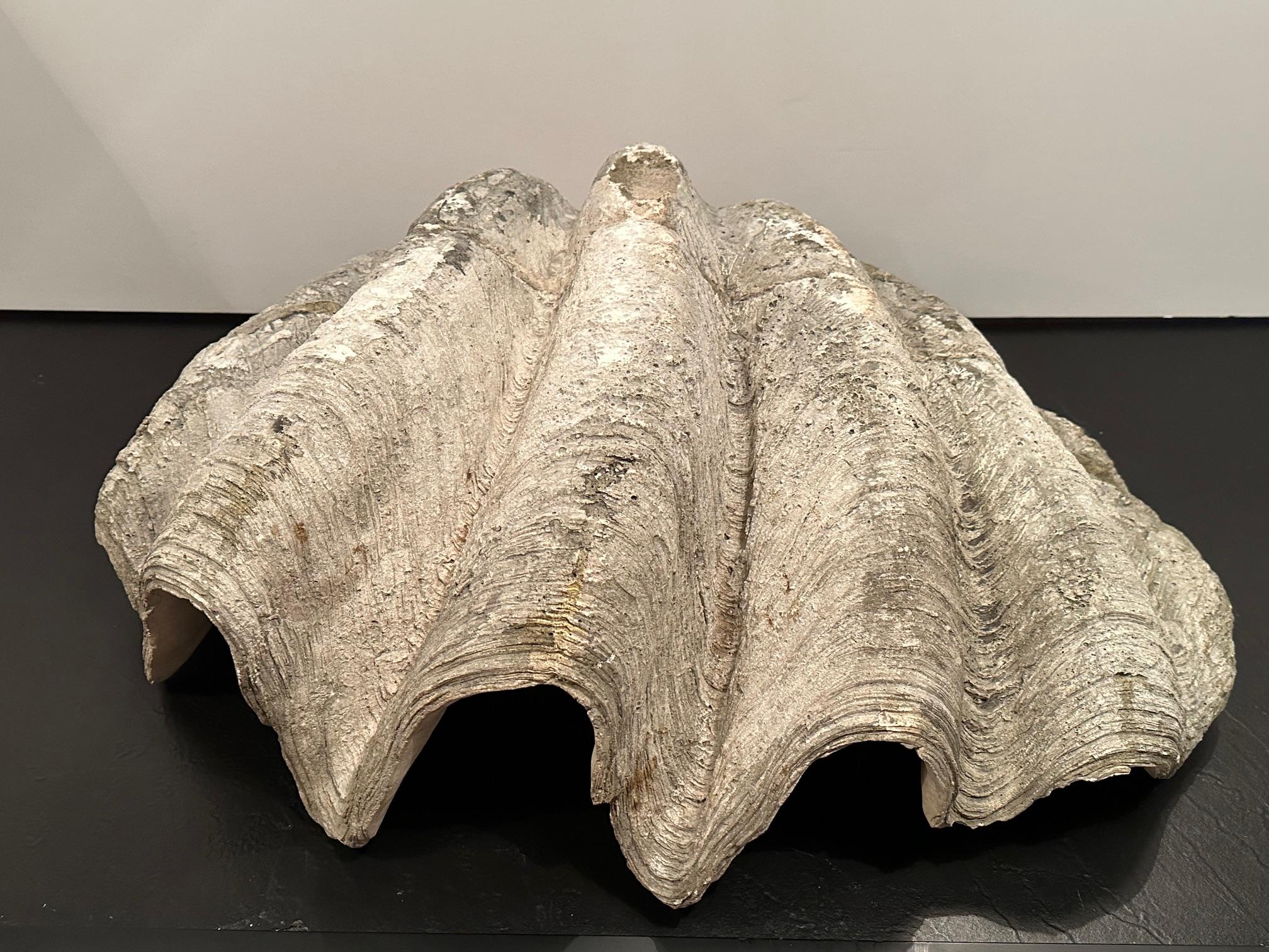 Impresionante Escultura de Concha de Almeja de Cemento Fundido de Gran Tamaño mediados del siglo XX