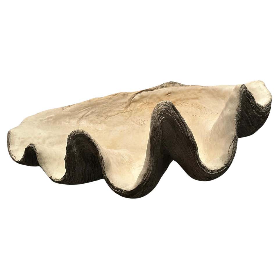 Large Natural South Pacific Giant Clam Shell Specimen at 1stDibs ...