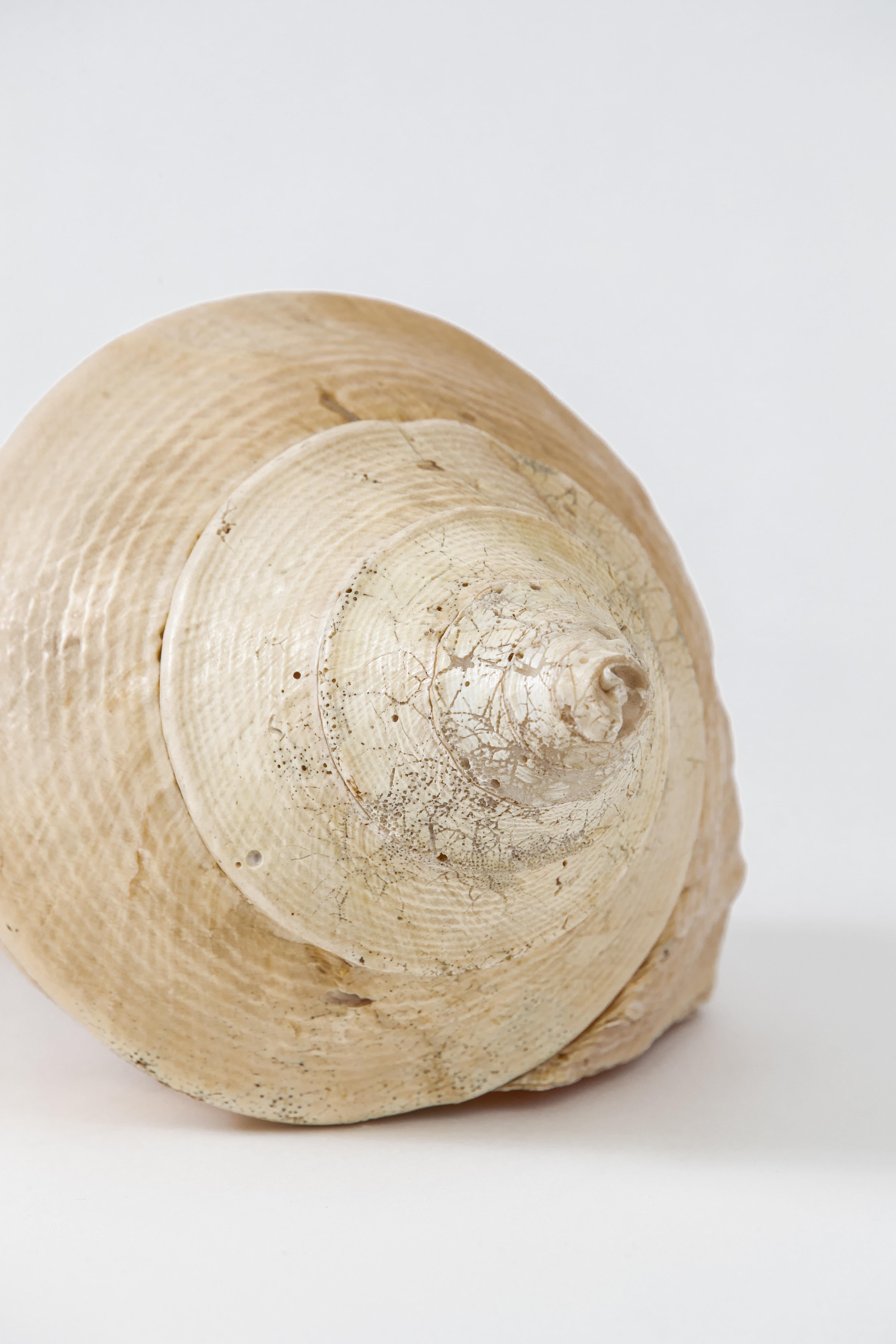 conch shell price