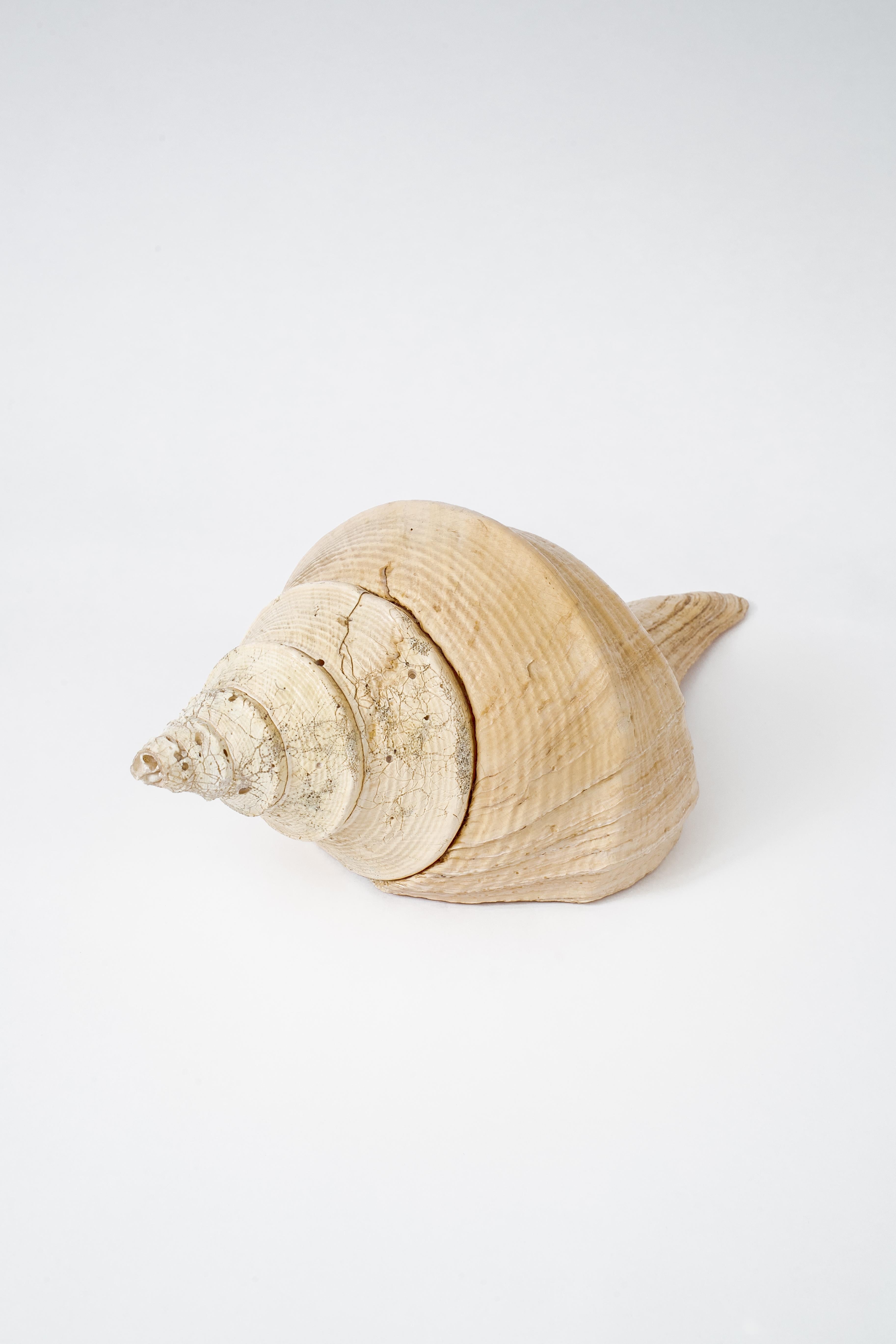 Mid-Century Modern Very Large Natural Conch Shell, Pacific Ocean, 1970’s
