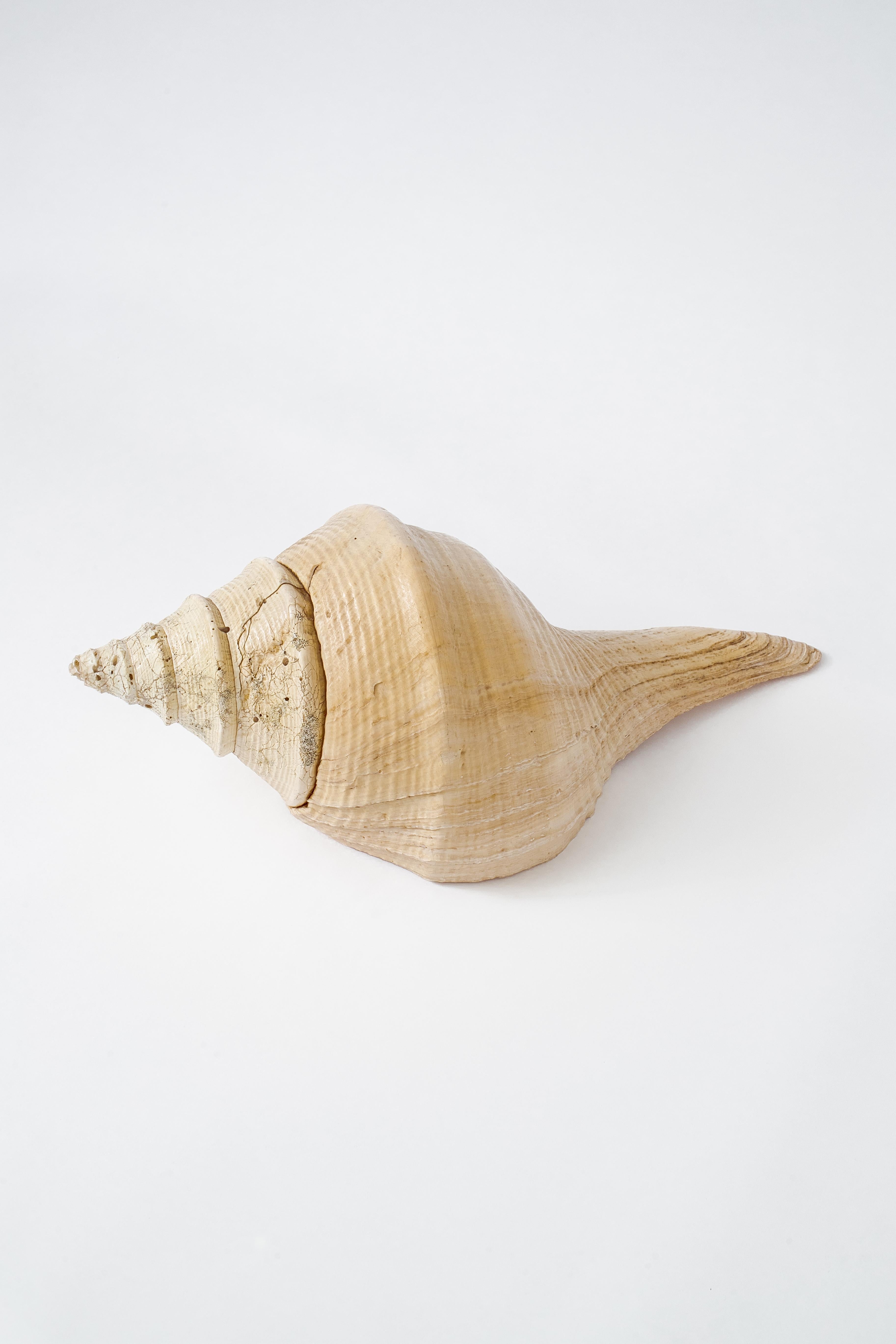 Asian Very Large Natural Conch Shell, Pacific Ocean, 1970’s