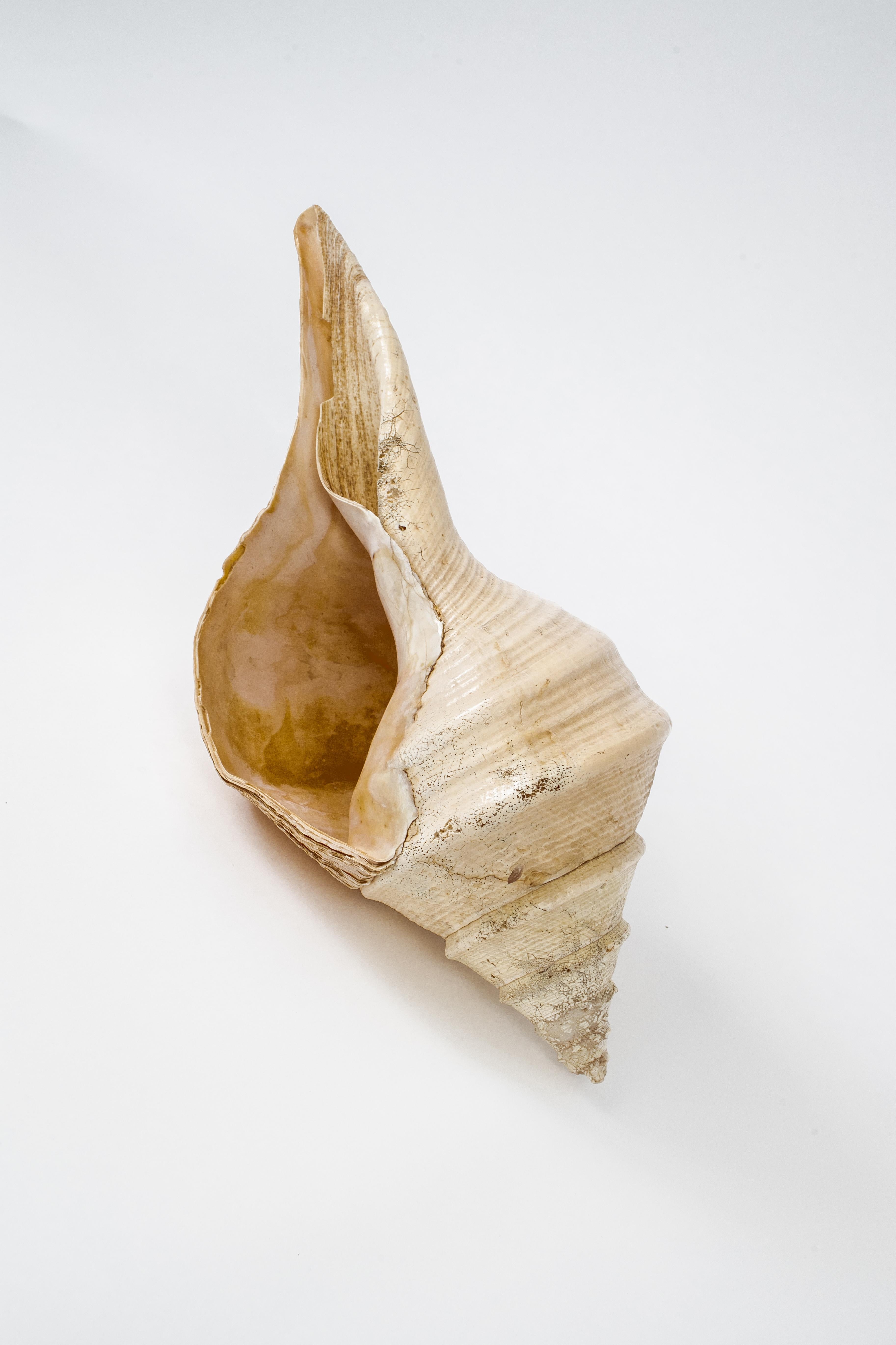 20th Century Very Large Natural Conch Shell, Pacific Ocean, 1970’s