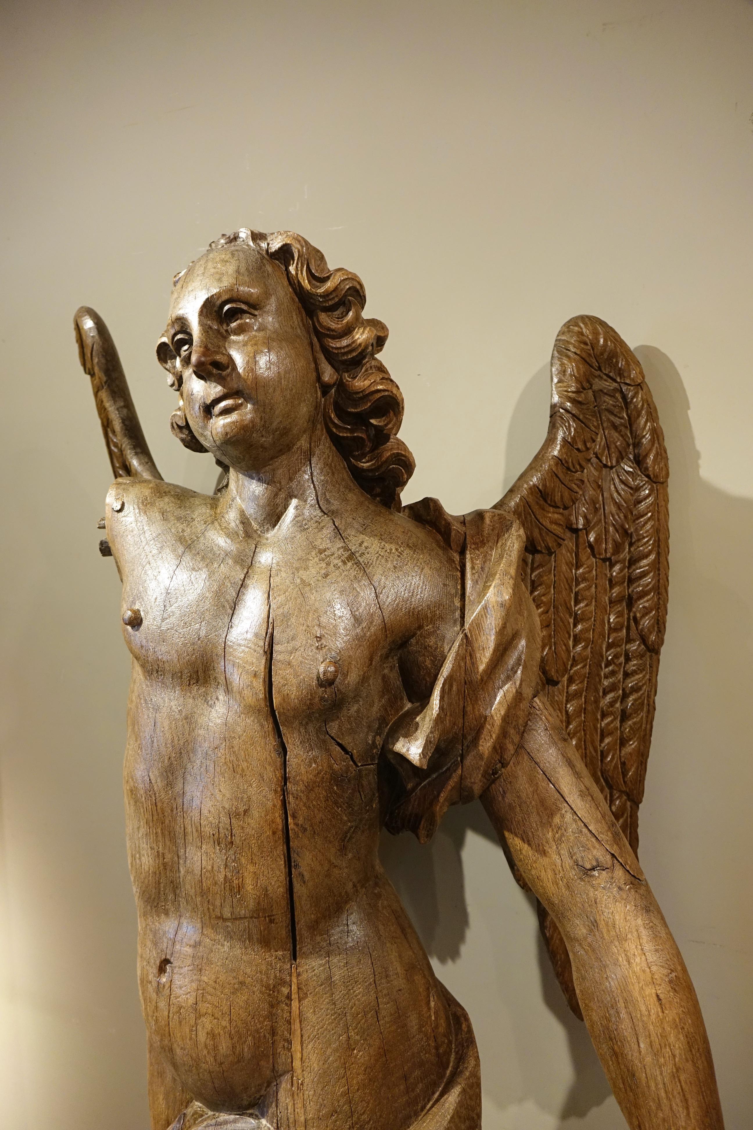 Baroque Very Large Oak Winged Angel, 17th century