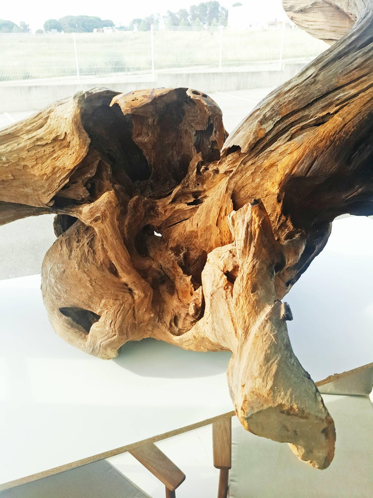 Very Large Old Natural Organic Sculptural Teak Driftwood at 1stDibs