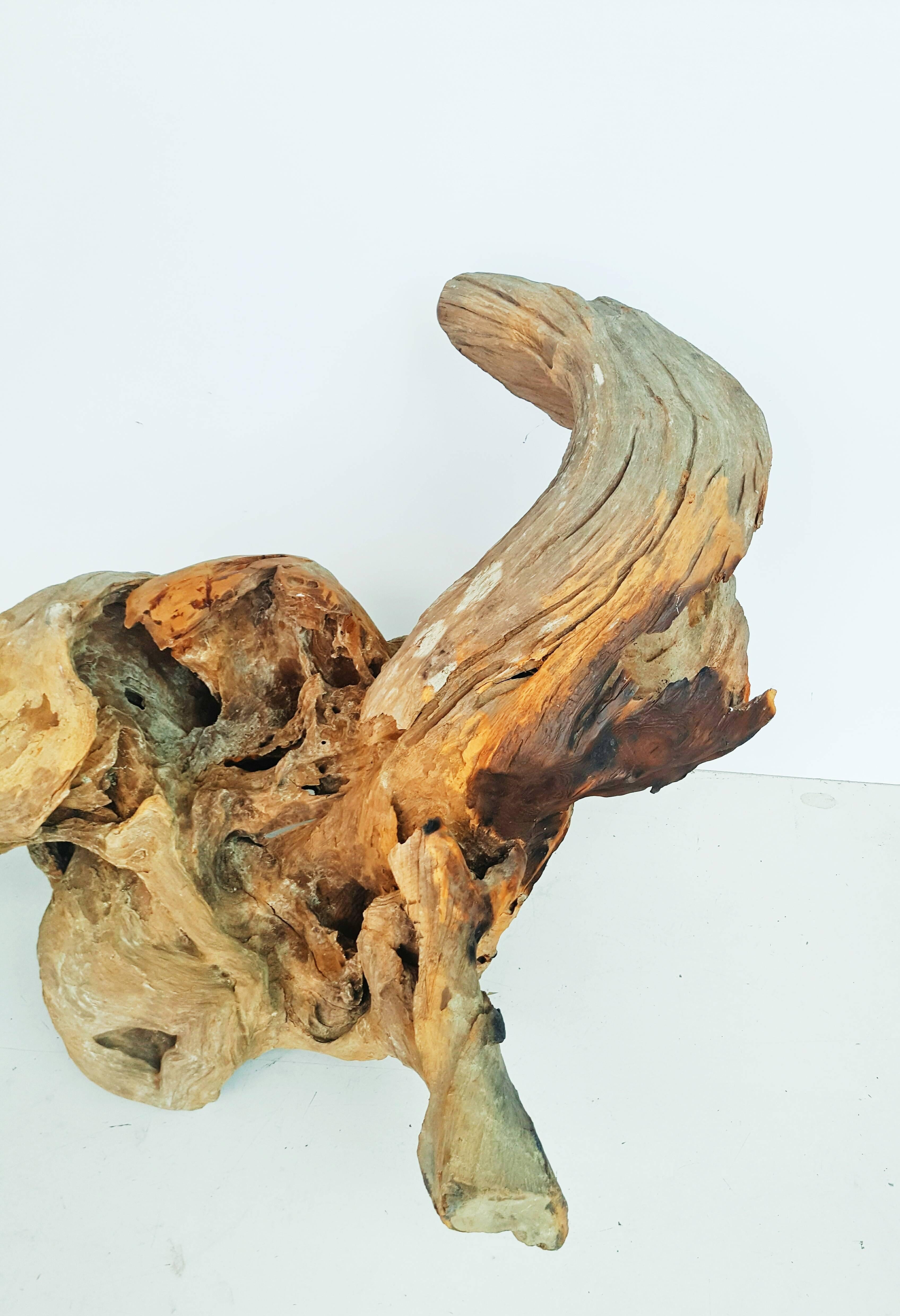 Very Large Old Natural Organic Sculptural Teak Driftwood In Good Condition In L'Escala, ES
