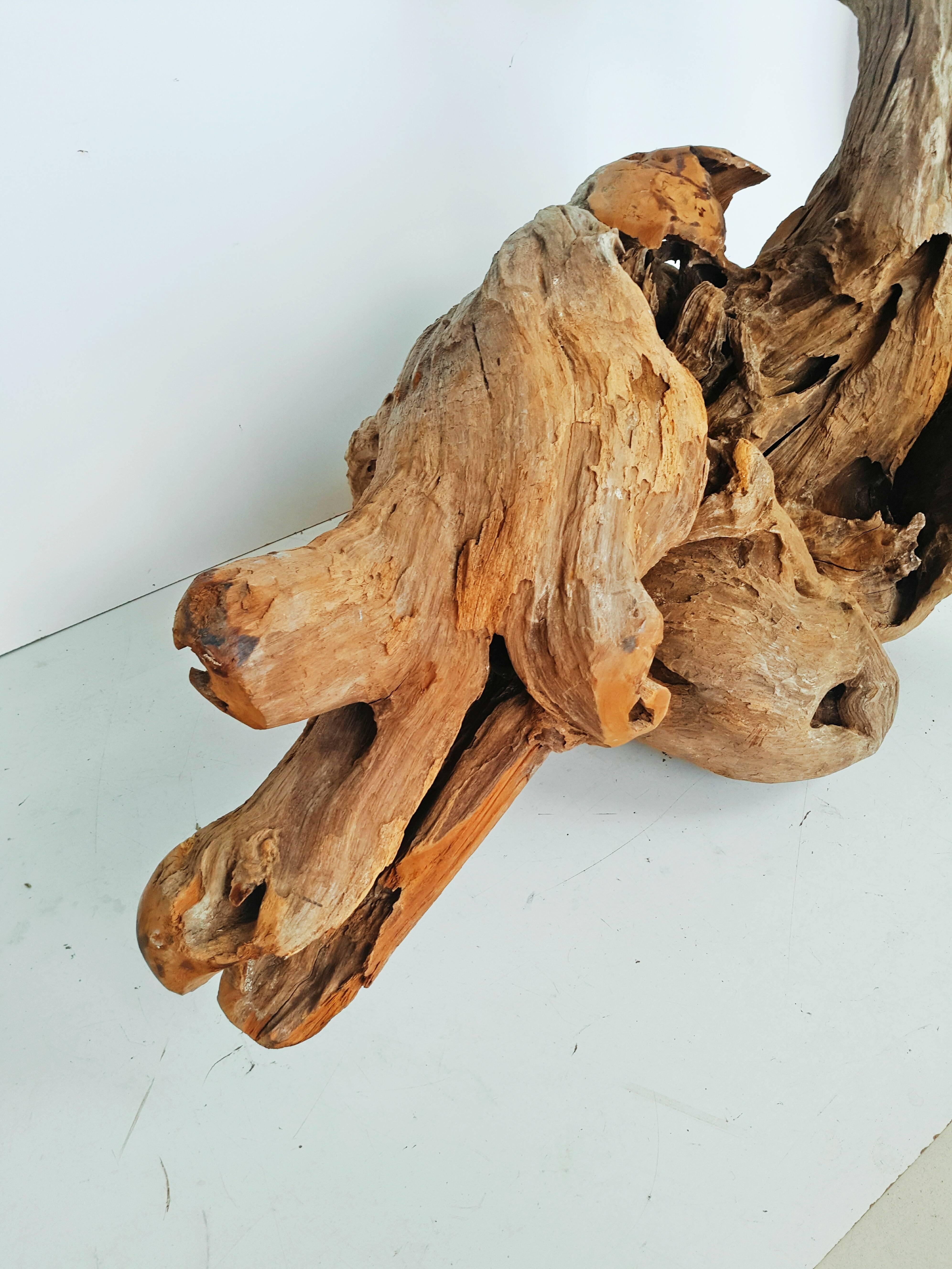 20th Century Very Large Old Natural Organic Sculptural Teak Driftwood