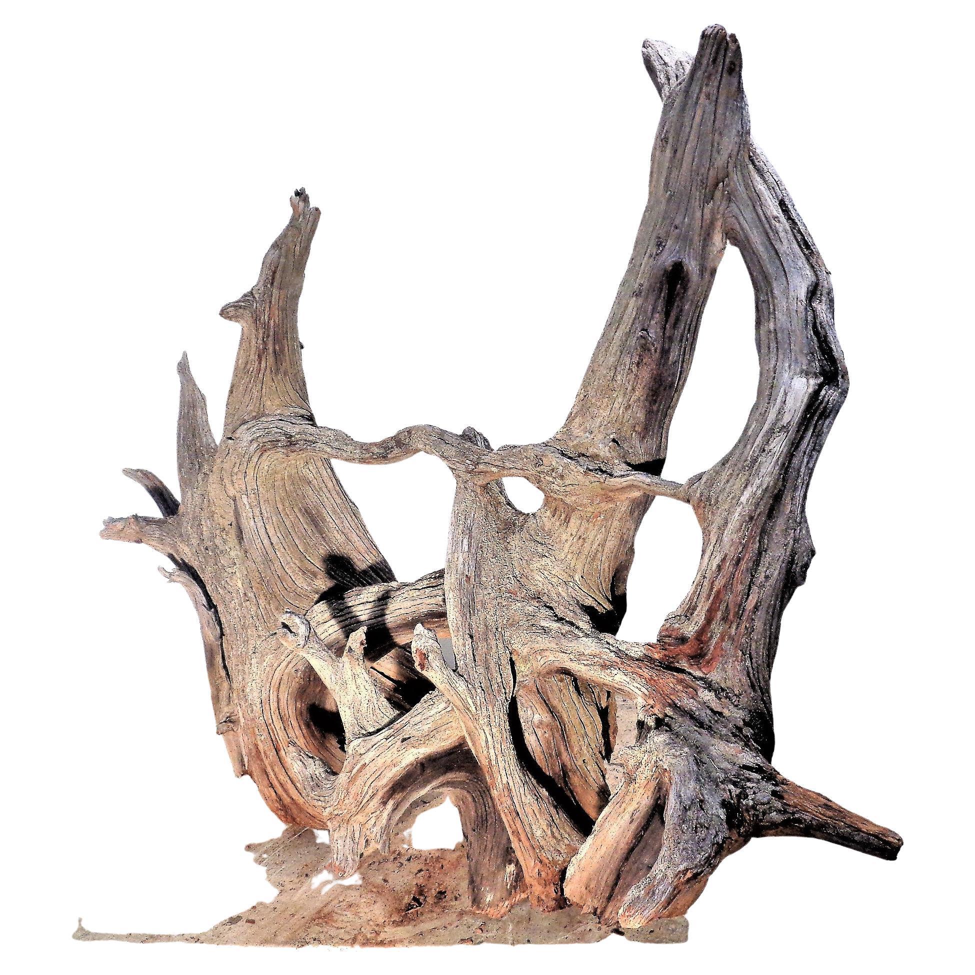  Large Old Weathered Driftwood  For Sale 6