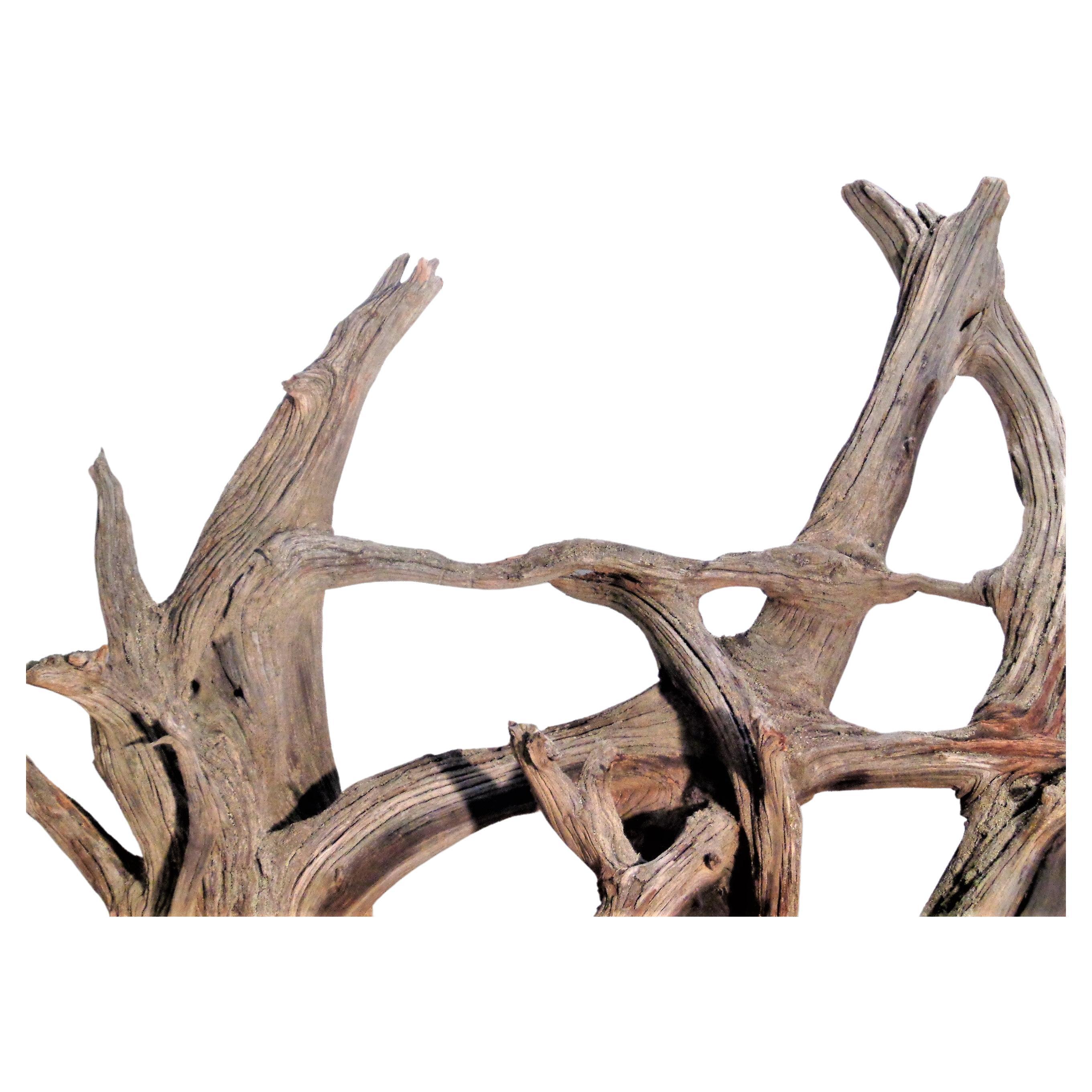 large driftwood for sale