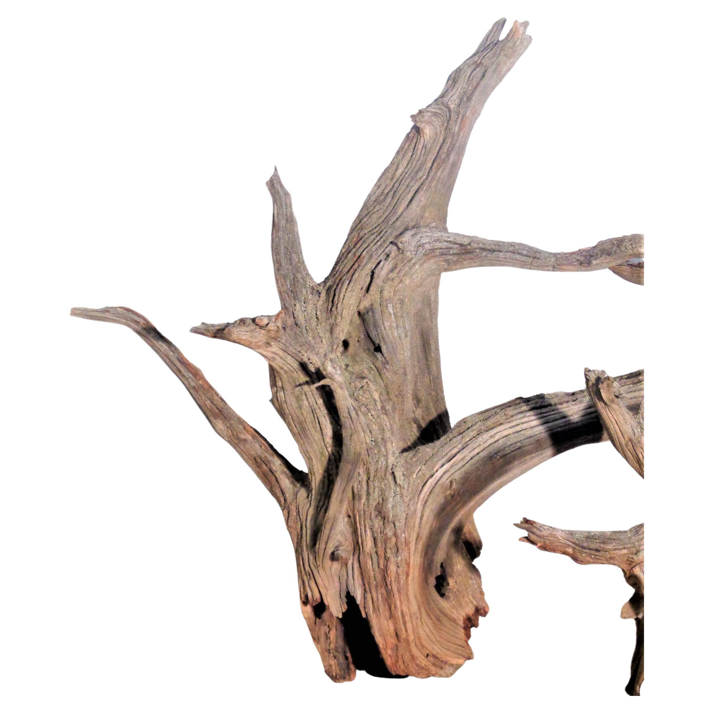 Large Old Weathered Driftwood In Good Condition In Rochester, NY
