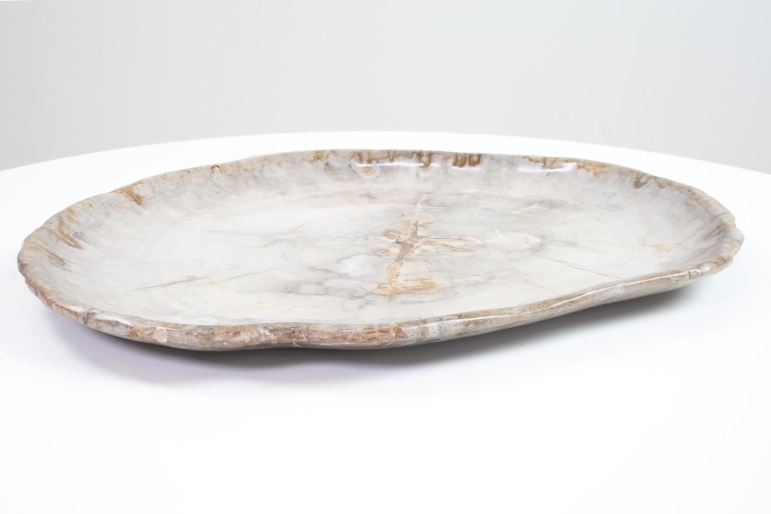 Very large petrified wooden plate or platter. Smooth sanded and polished on both sides. The beige tones paired with the scale make this an impressive piece for any space. The object still holds the organic and typically wooden tissue and carvings of