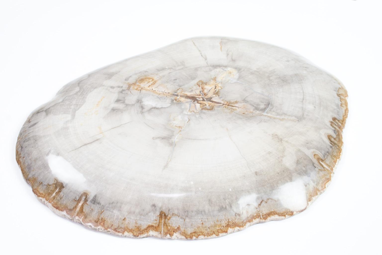 Very Large Petrified Wood Plate or Platter, Home Accessory of Organic Origin In Excellent Condition In Beek en Donk, NL