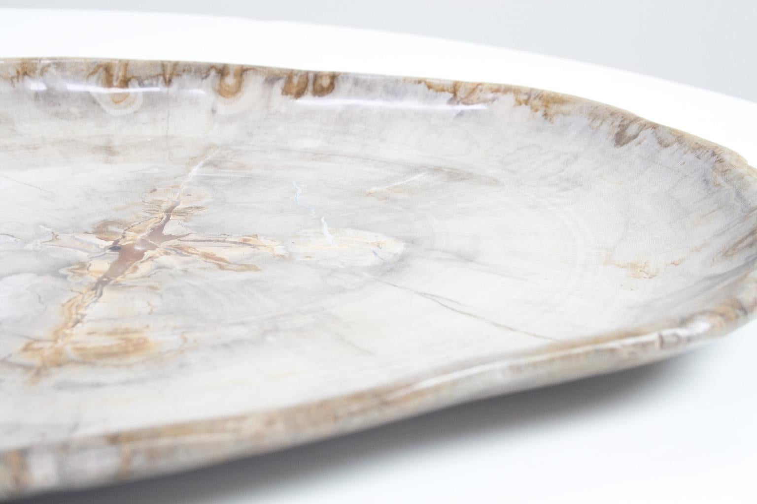 Very Large Petrified Wood Plate or Platter, Home Accessory of Organic Origin 1