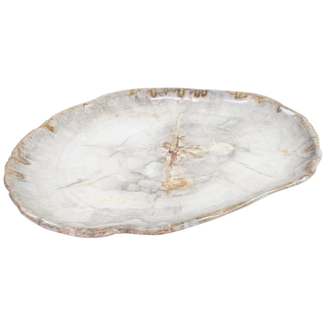 Very Large Petrified Wood Plate or Platter, Home Accessory of Organic Origin