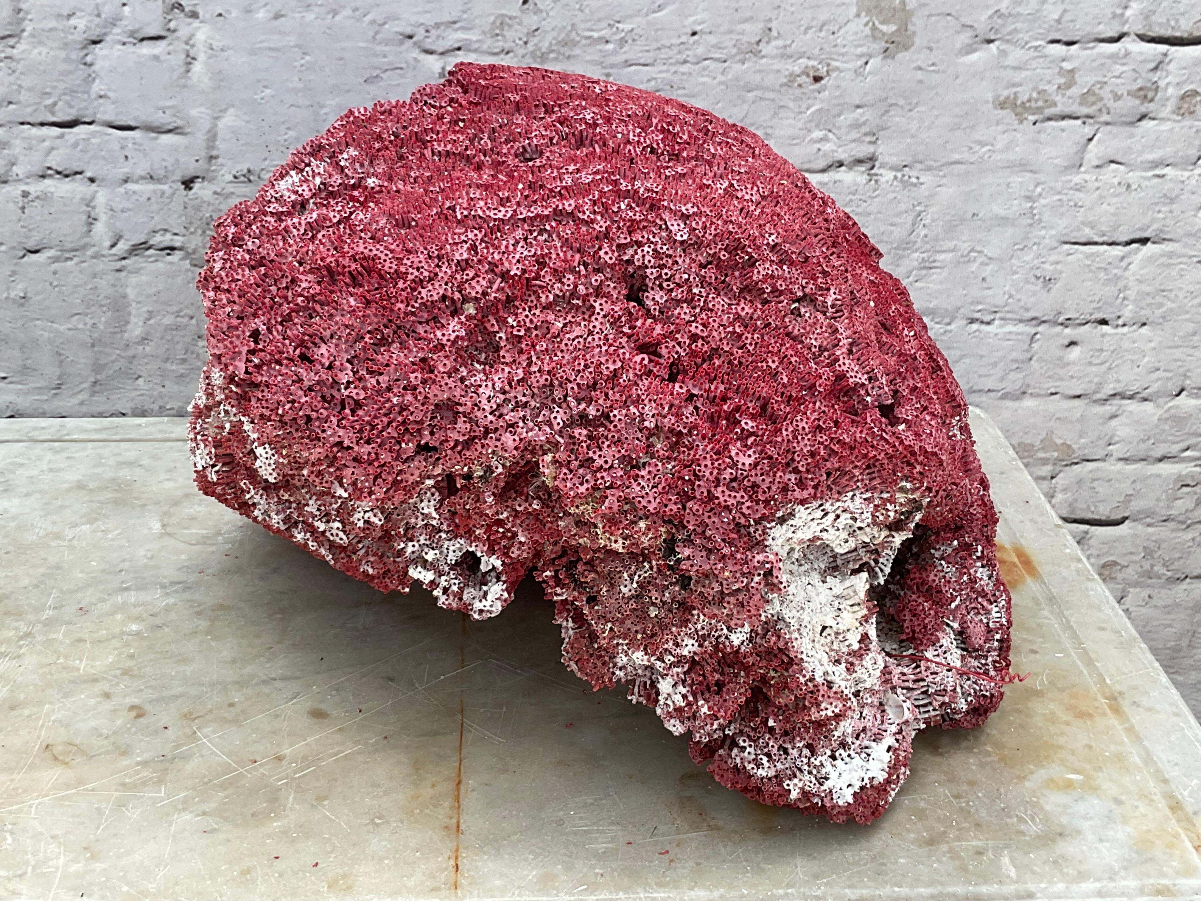 Very Large Red Coral Specimen #3 For Sale 4