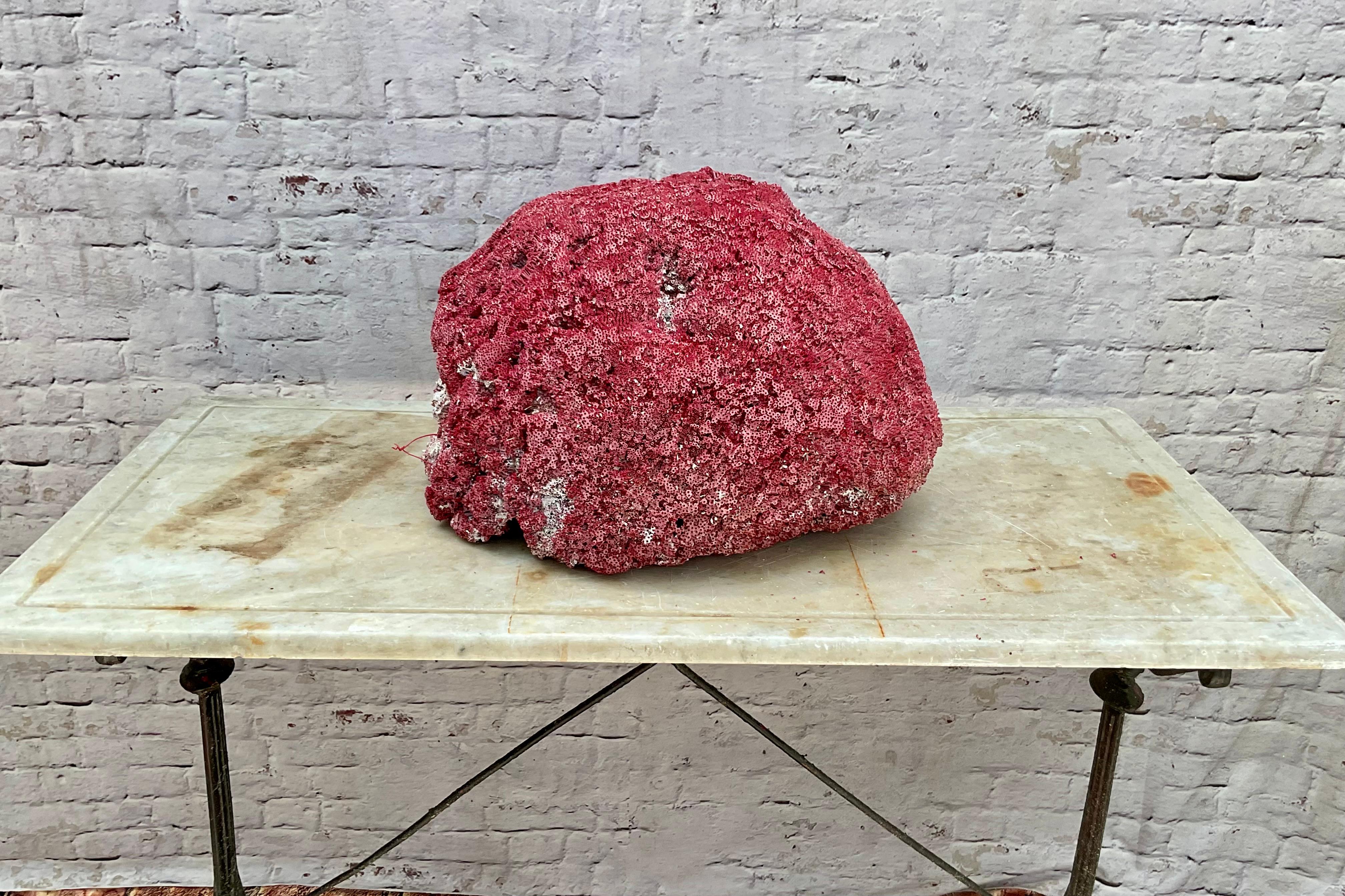 Very Large Red Coral Specimen #3 For Sale 5