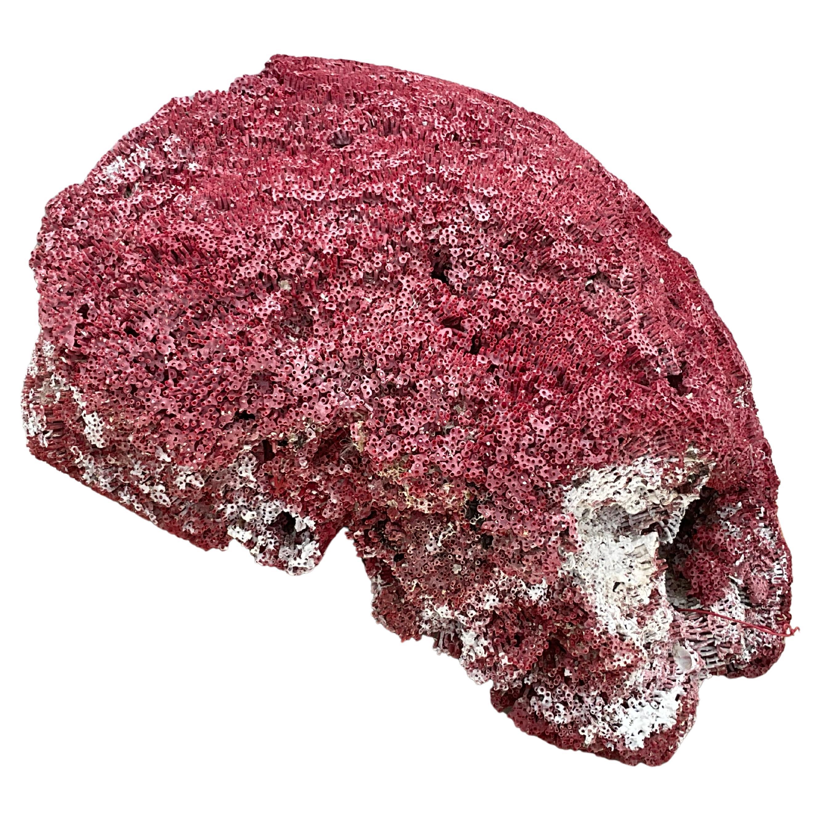 Very large natural specimen of red pipe coral. Color is a natural ruby red Flat underside for easy display. This specimen is a great large size for displaying in any decor.