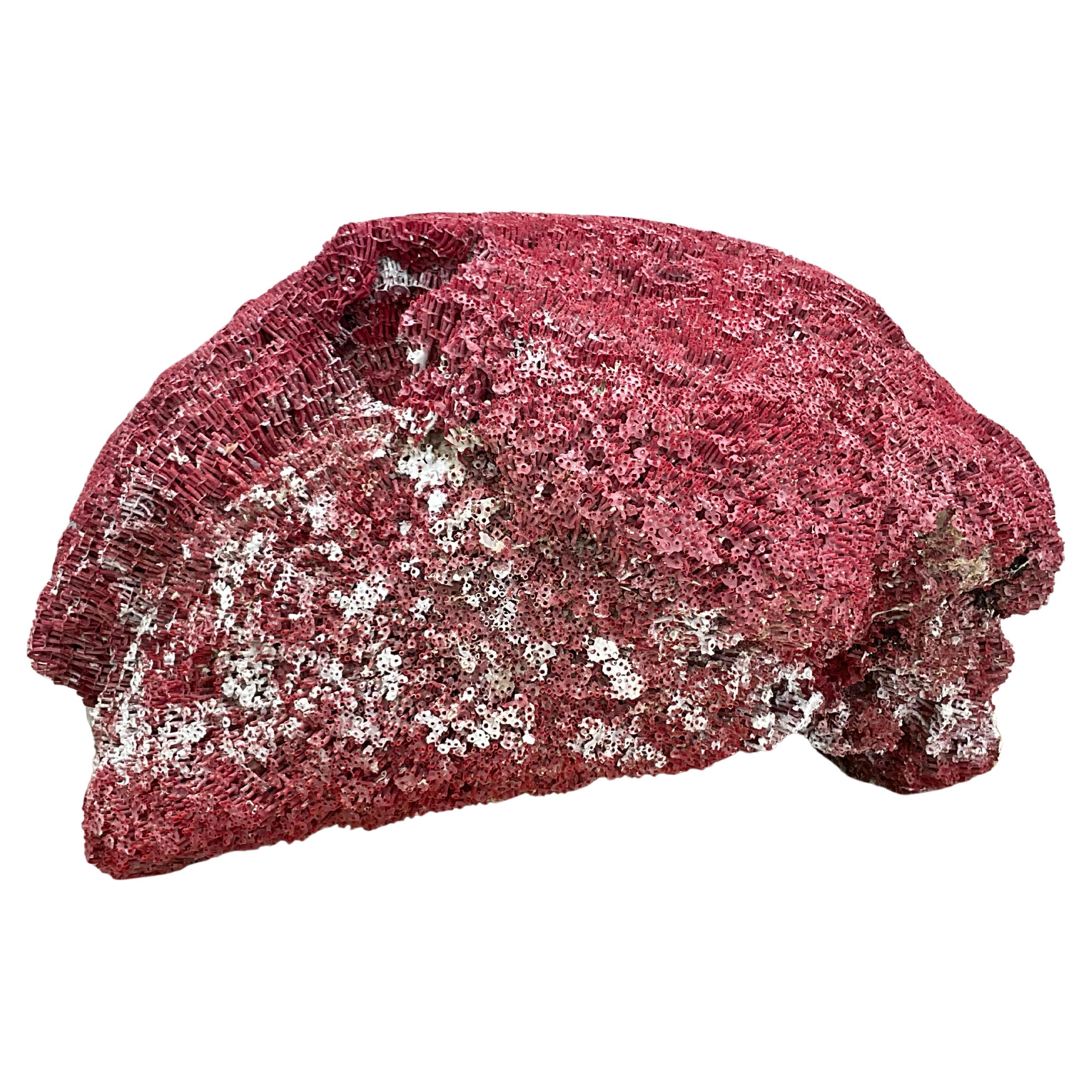 Organic Modern Very Large Red Coral Specimen #3 For Sale