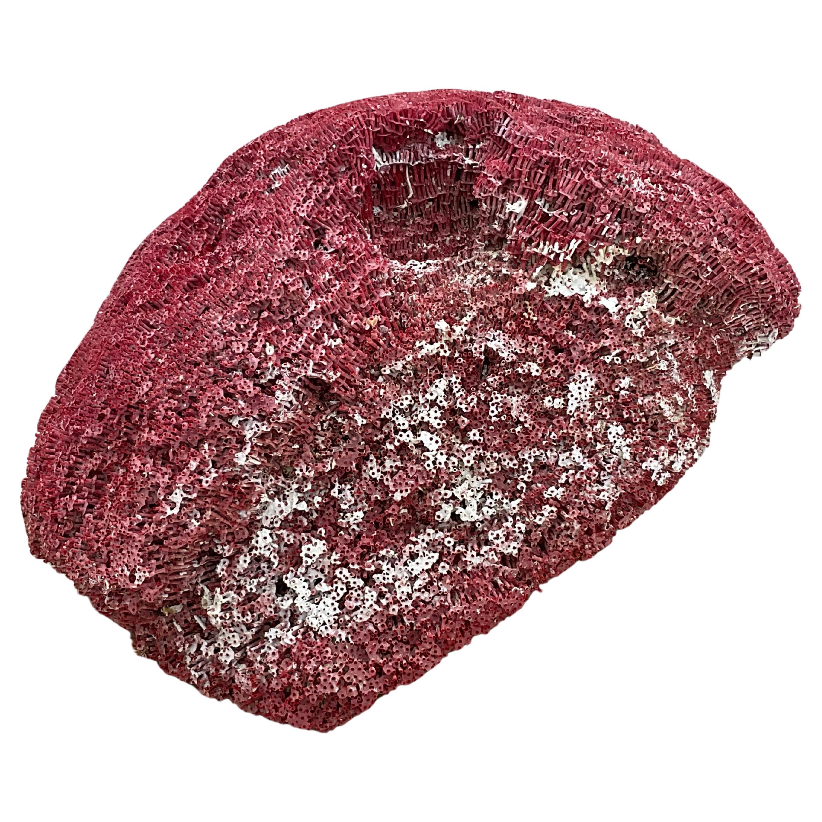 Italian Very Large Red Coral Specimen #3 For Sale