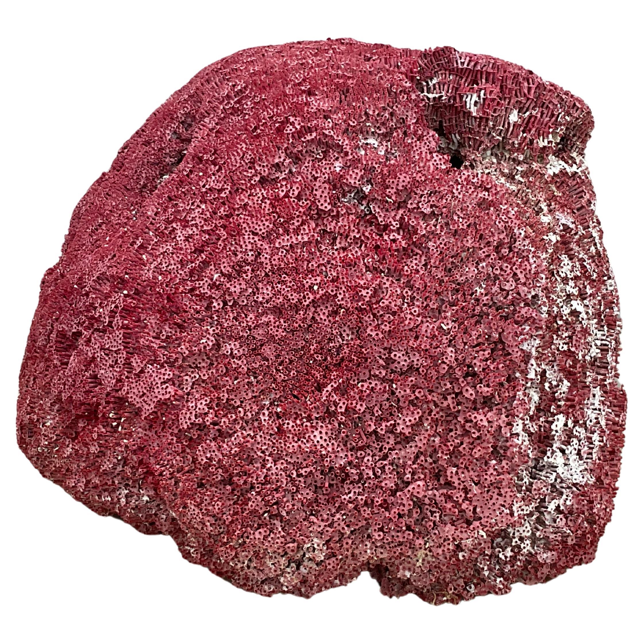Very Large Red Coral Specimen #3 In Good Condition For Sale In Bradenton, FL