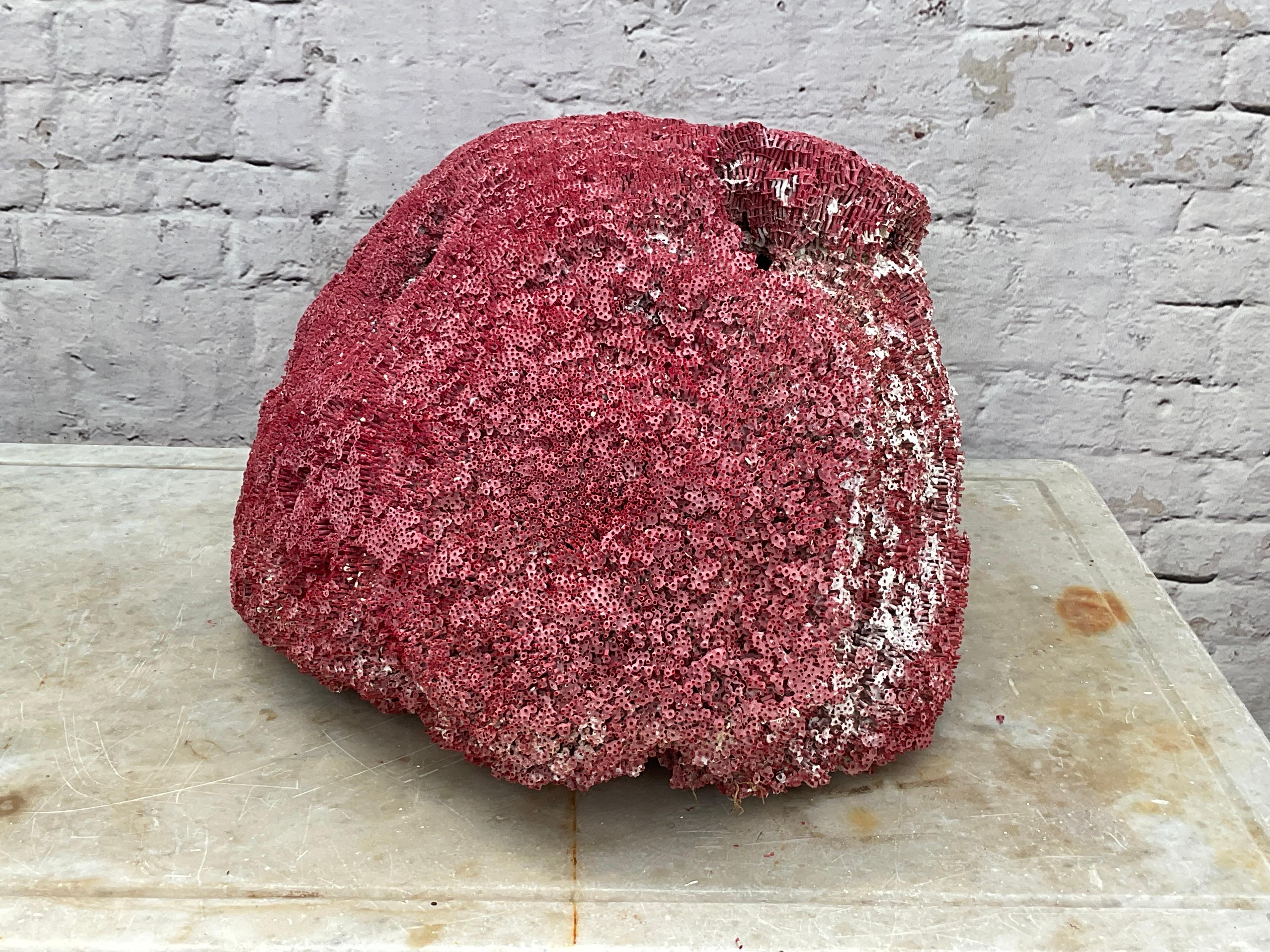 Very Large Red Coral Specimen #3 For Sale 1