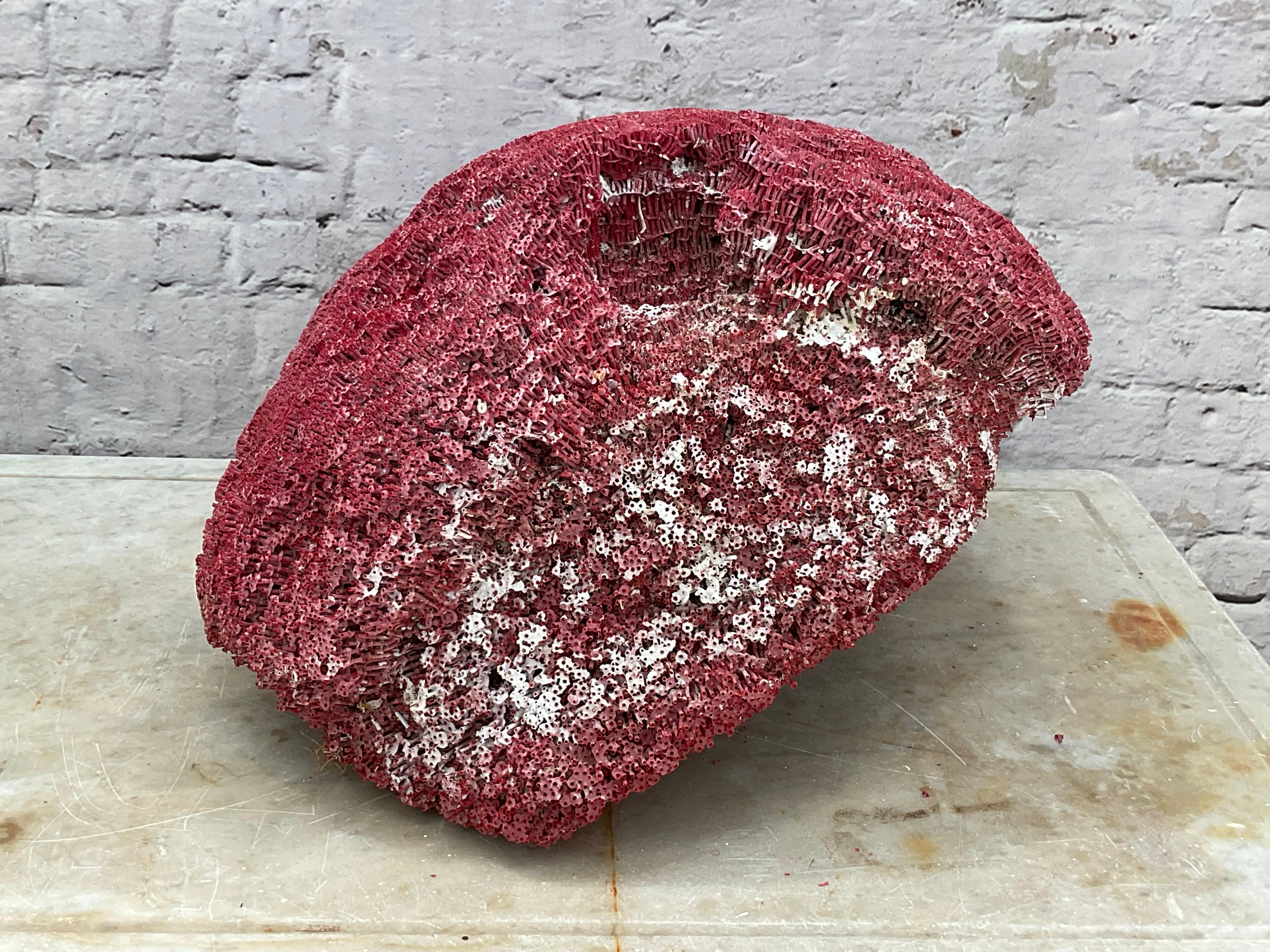 Very Large Red Coral Specimen #3 For Sale 2