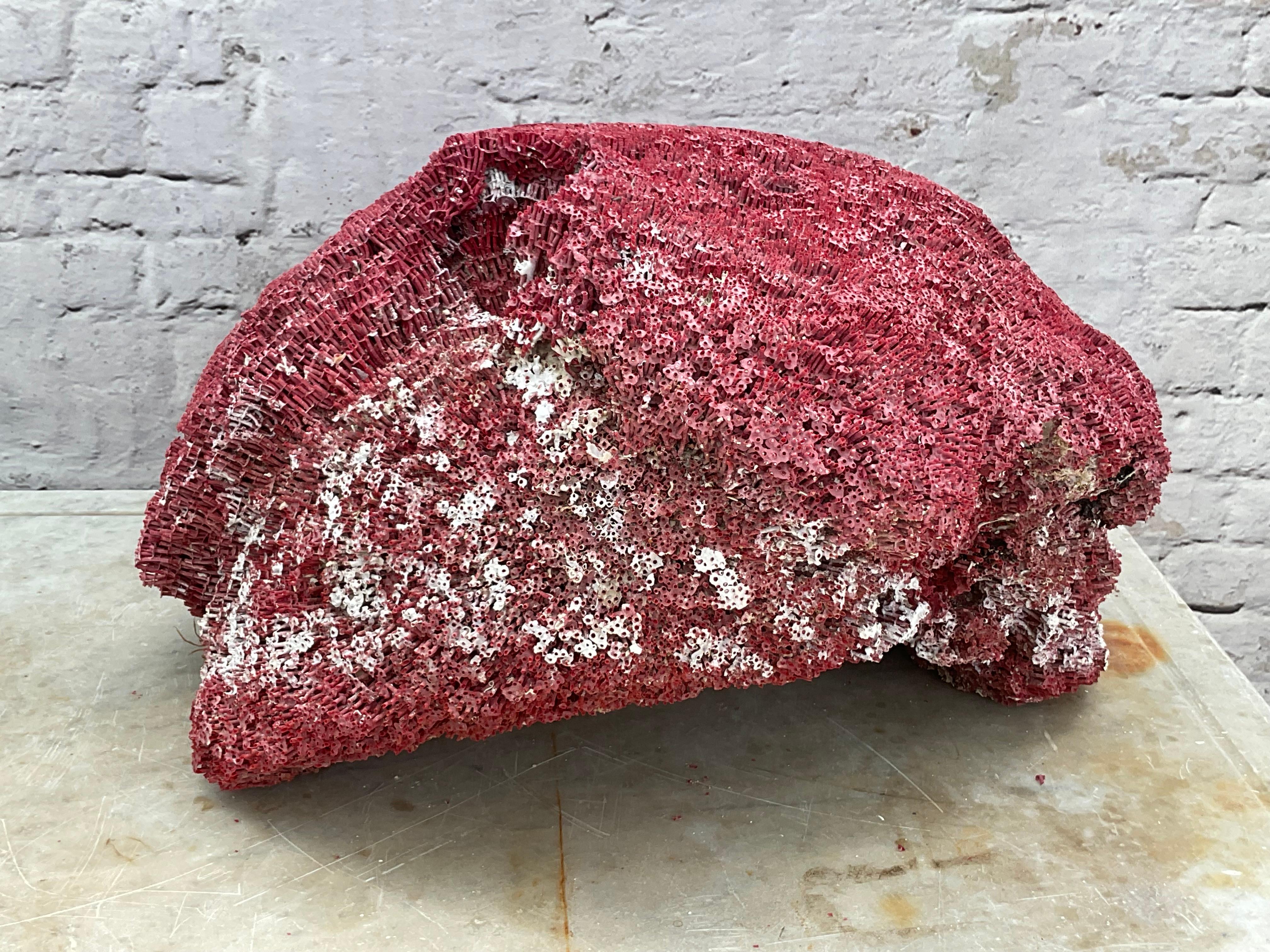 Very Large Red Coral Specimen #3 For Sale 3