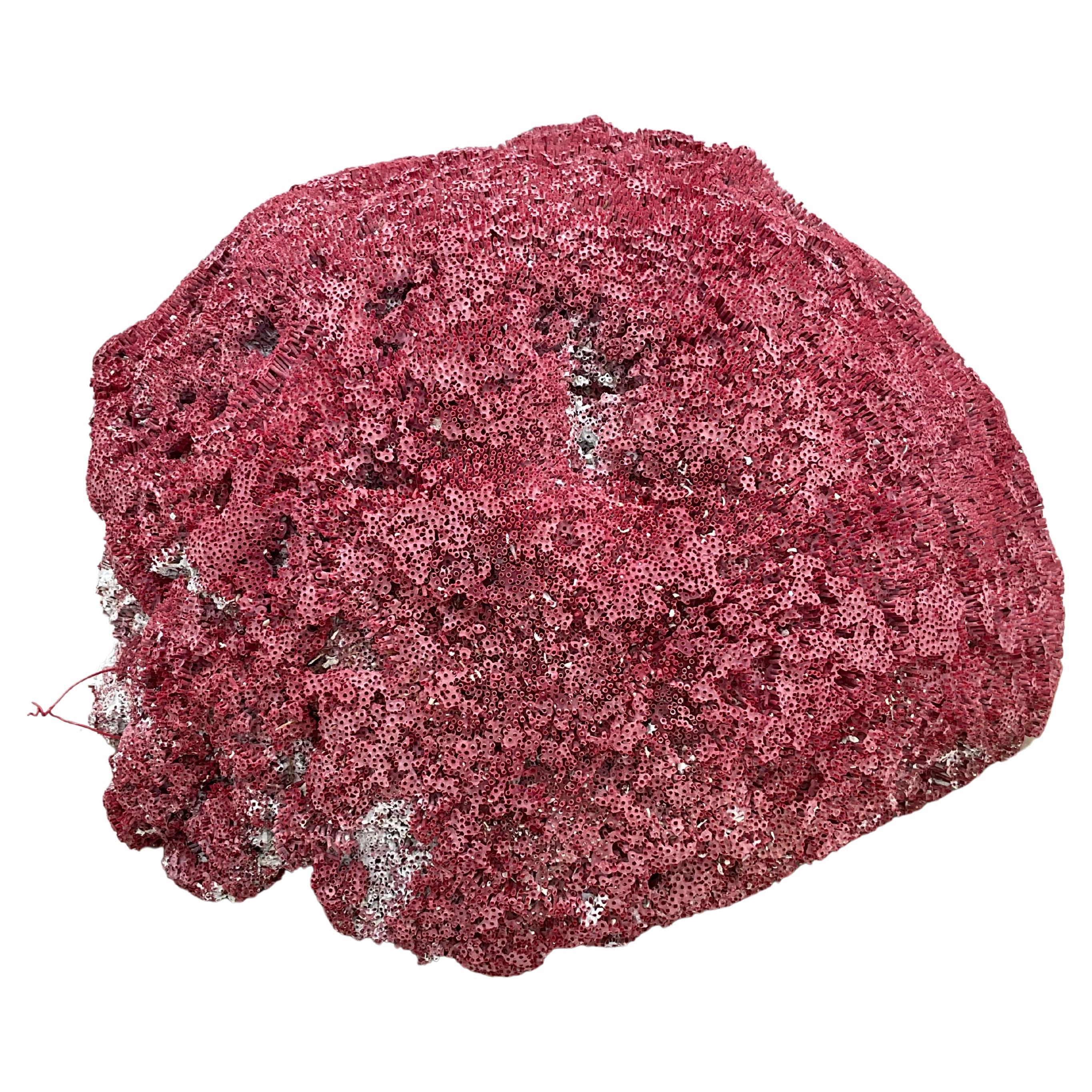 Ejemplar de coral rojo muy grande nº 3