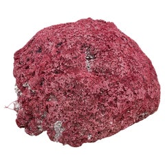Ejemplar de coral rojo muy grande nº 3