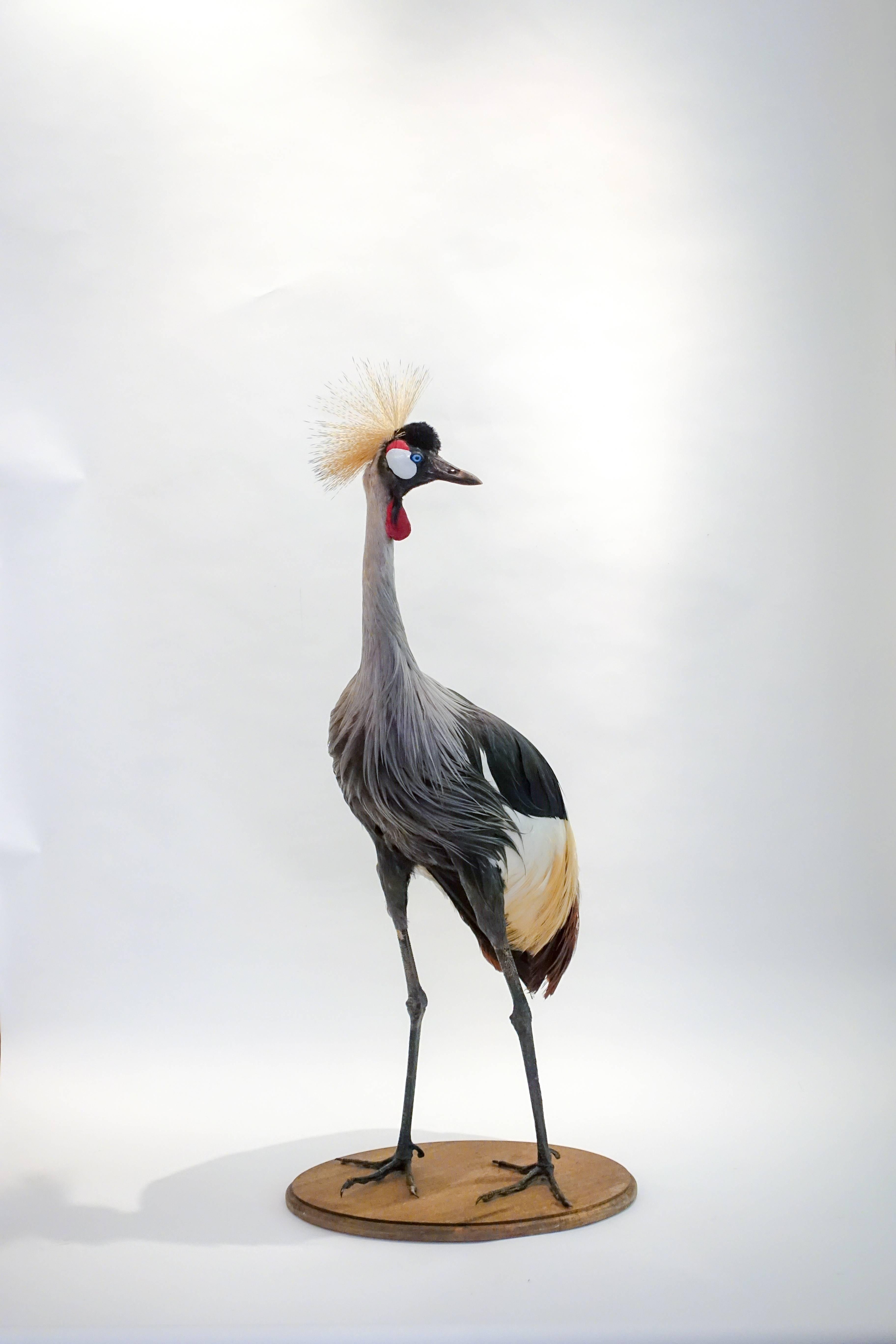 Beautiful taxidermy work of an African or grey crowned crane. Found throughout Africa the grey crowned crane is one of the most impressive birds on the continent. Its body plumage is mainly grey. The wings are predominantly white, but contain