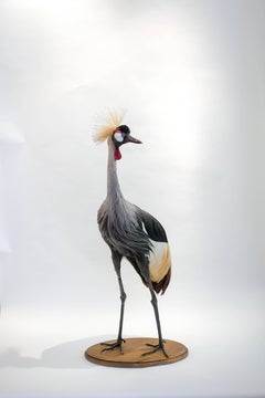 Very Large Taxidermy African or Grey Crowned Crane