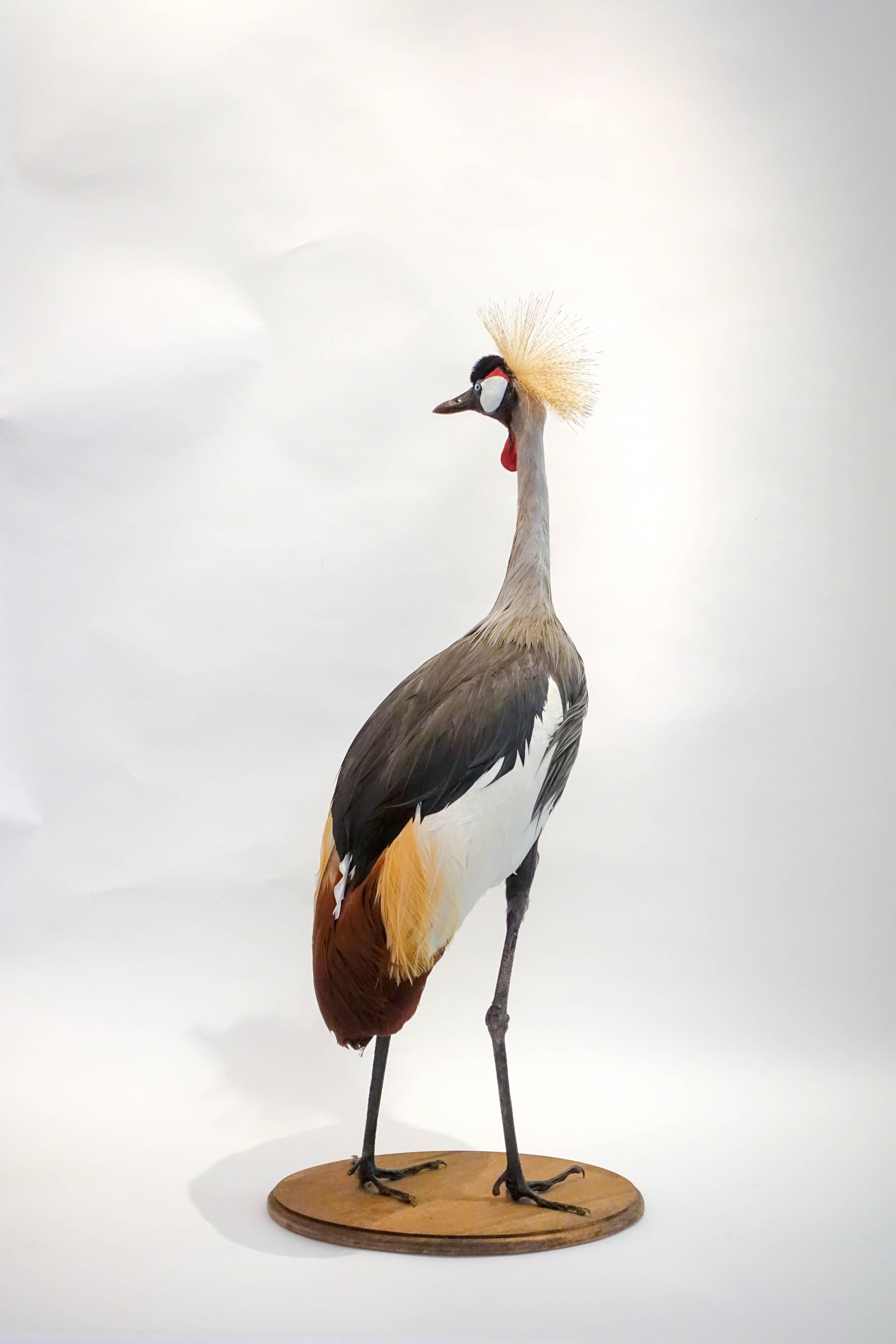 grey crowned crane for sale
