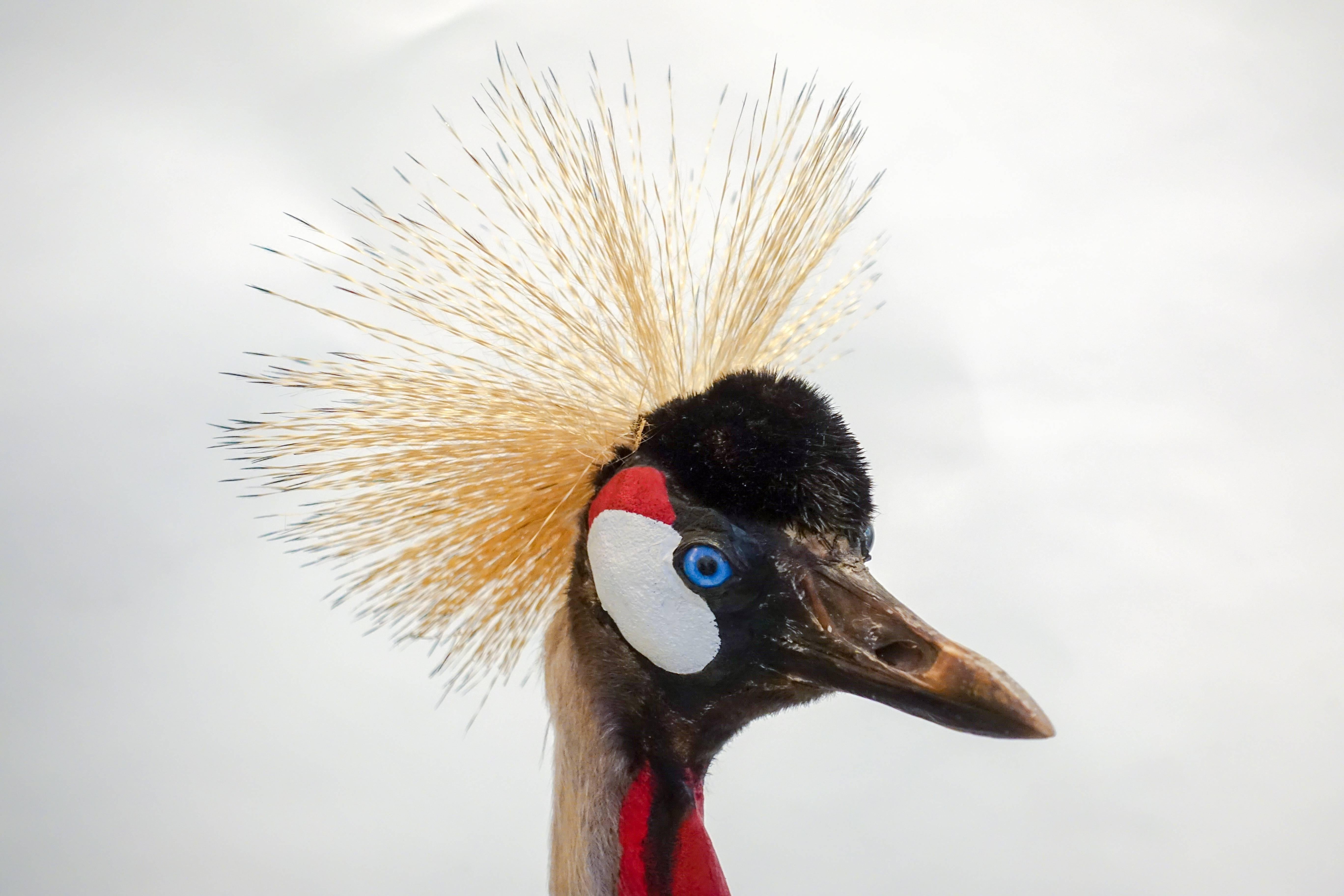 african crowned crane for sale