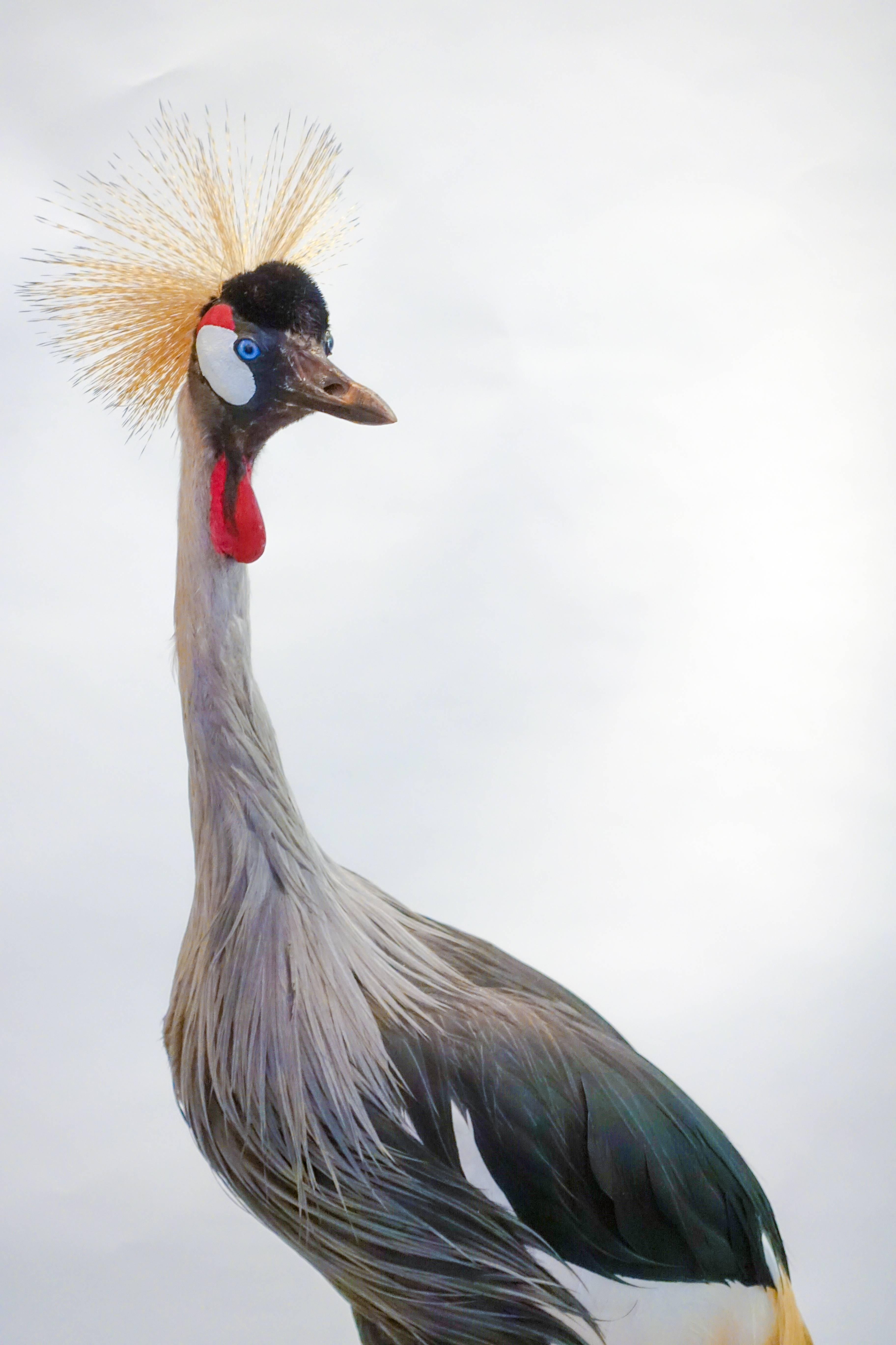 American Very Large Taxidermy African or Grey Crowned Crane