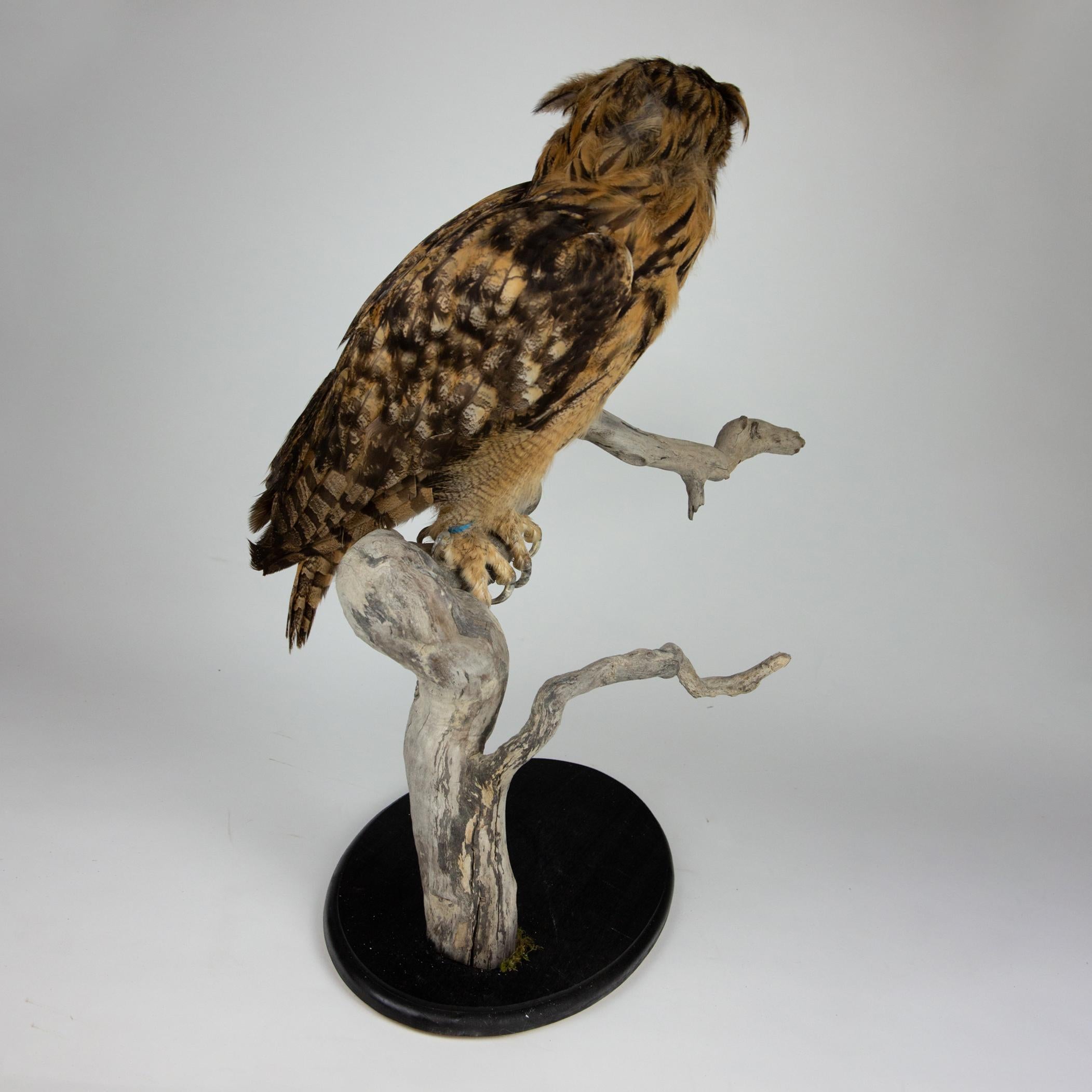 Very Large Taxidermy Eurasian Eagle-Owl Mounted on a Black Base and Drift Wood 4