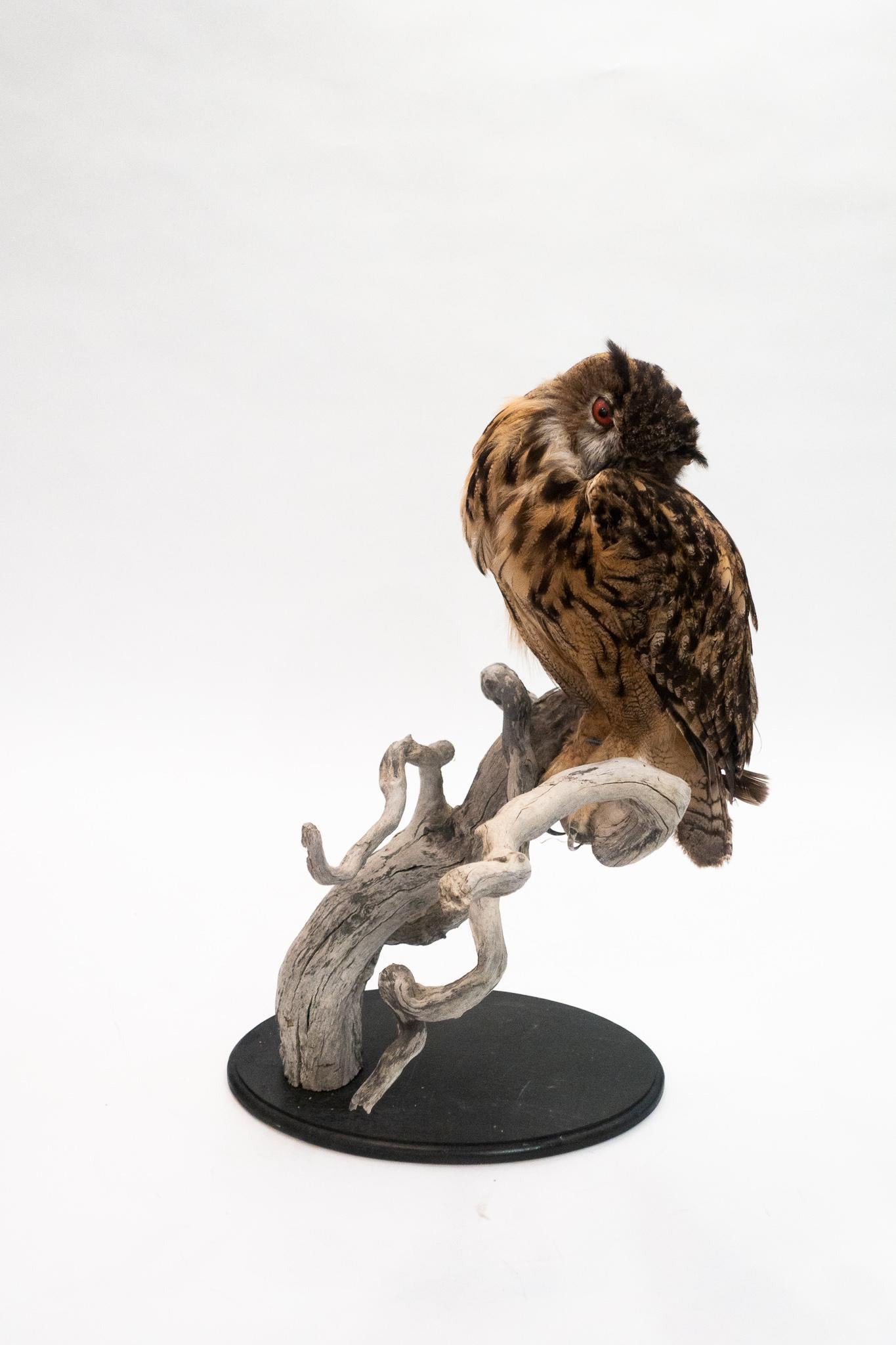 Eurasian eagle-owls are one of the largest species of owls that exist. They are found mostly in Eurasia and throughout Europe. This example is very large and is mounted with the owl in a naturalistic pose.