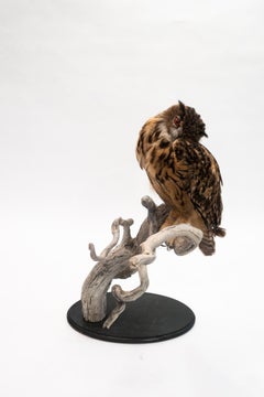 Very Large Taxidermy Eurasian Eagle-Owl Mounted on a Black Base and Drift Wood
