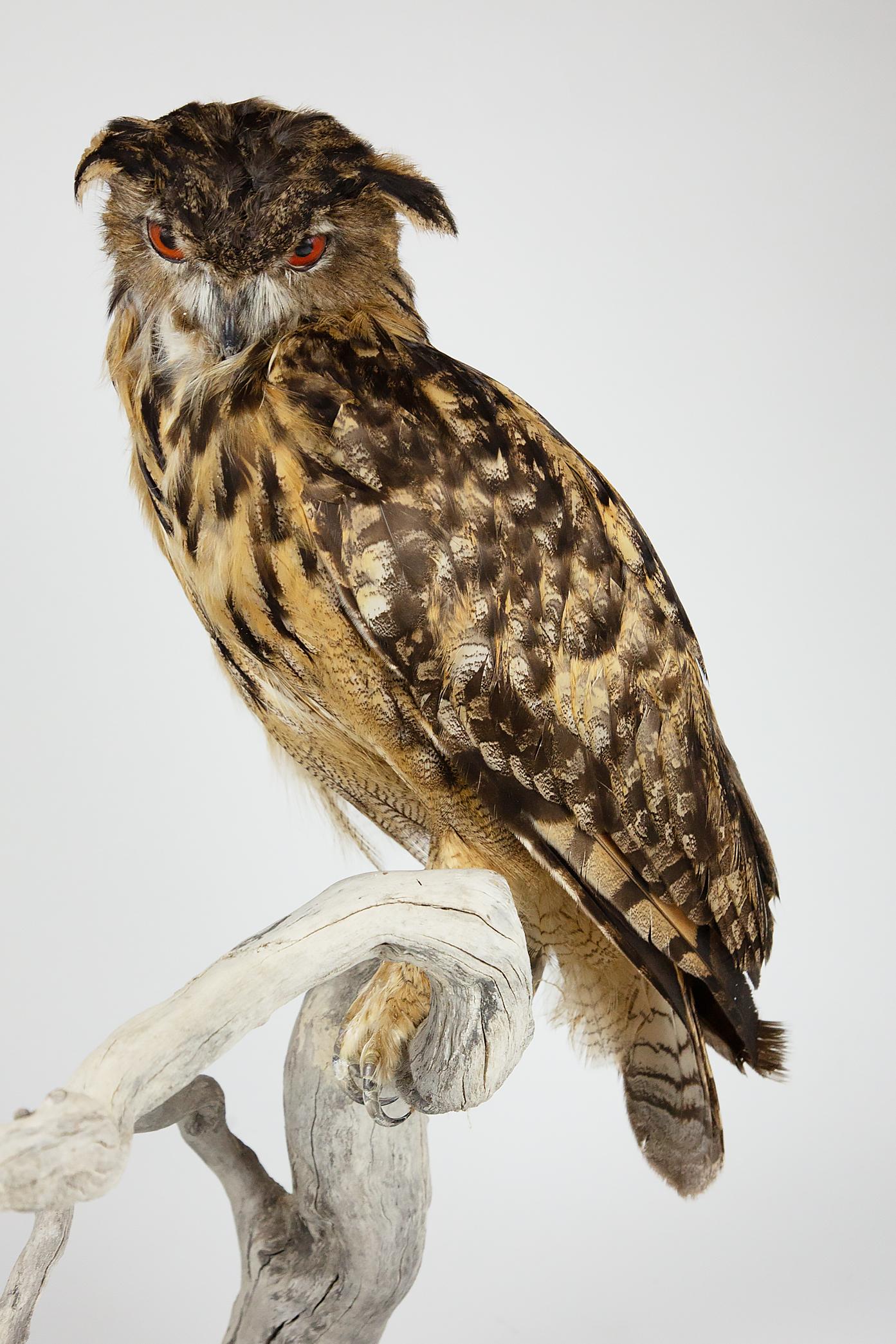 Eurasian eagle-owls are one of the largest species of owls that exist. They are found mostly in Eurasia and throughout Europe. This example is very large and is mounted with the owl in a naturalistic pose.