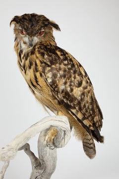 Very Large Taxidermy Eurasian Eagle-Owl Mounted on a Black Base and Drift Wood