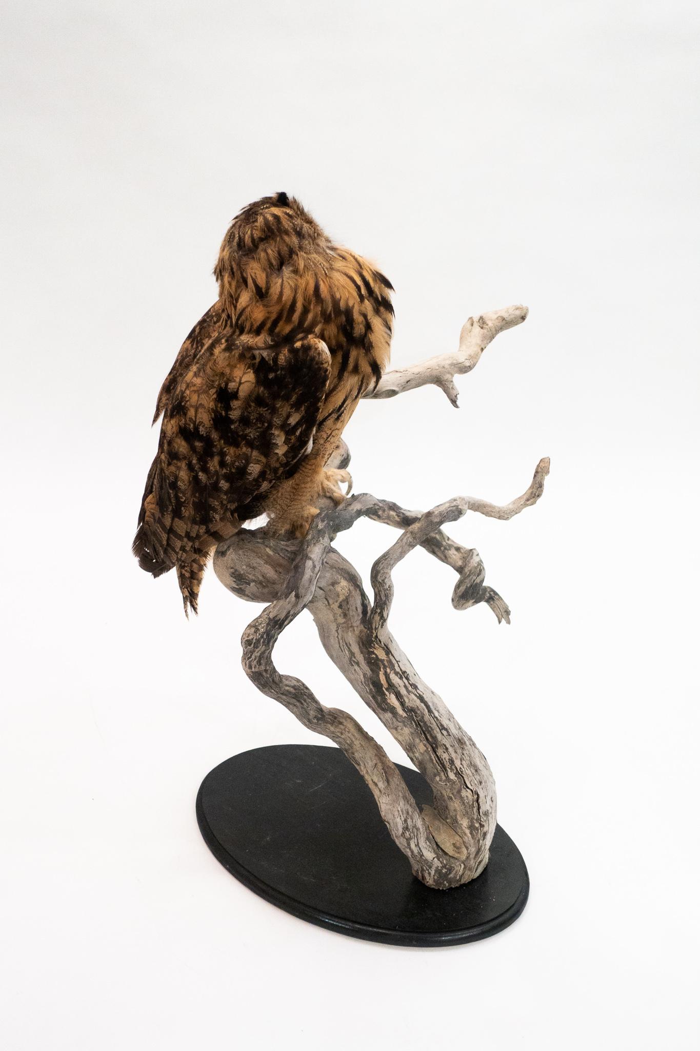 taxidermy owl