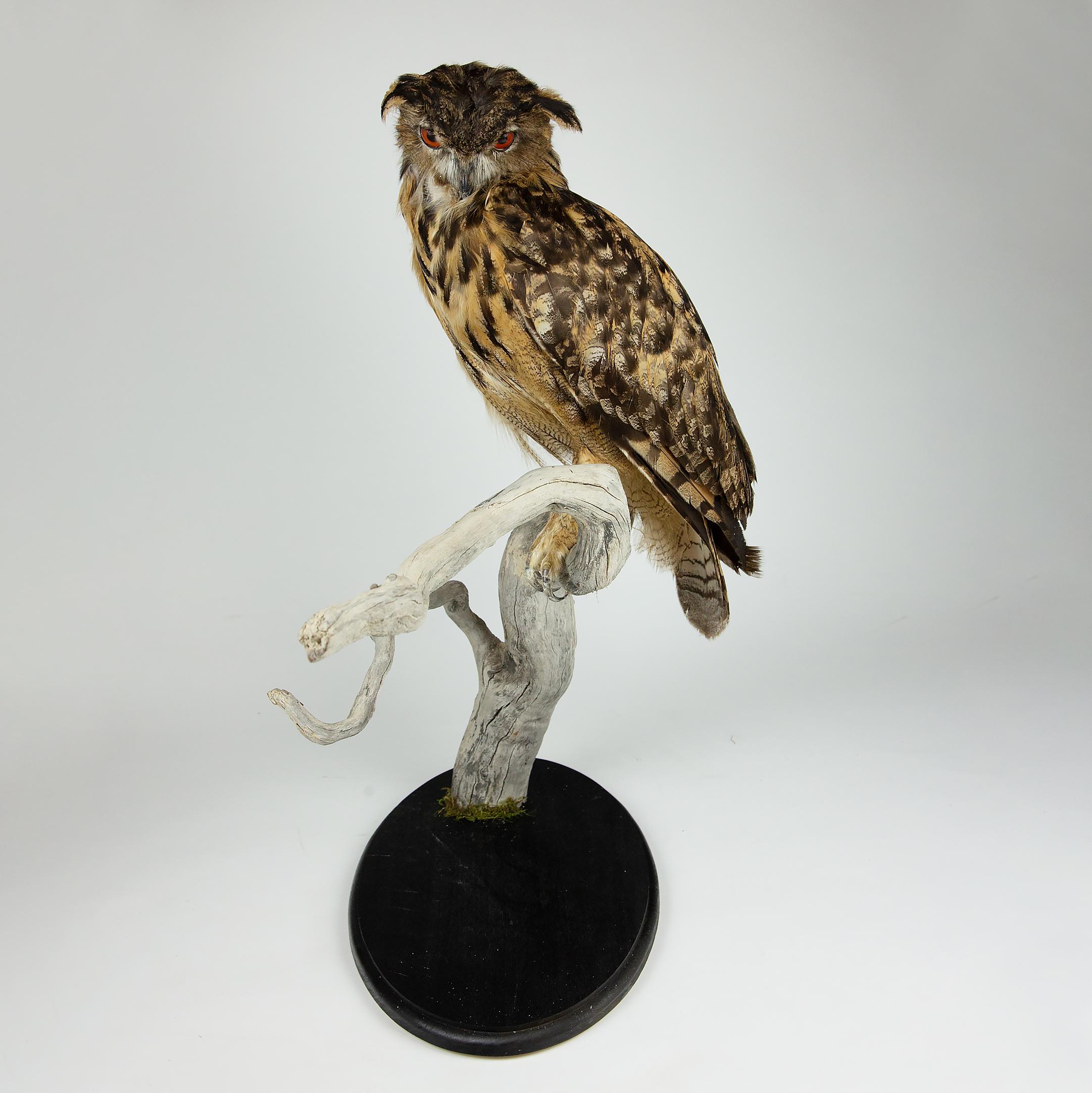 Victorian Very Large Taxidermy Eurasian Eagle-Owl Mounted on a Black Base and Drift Wood