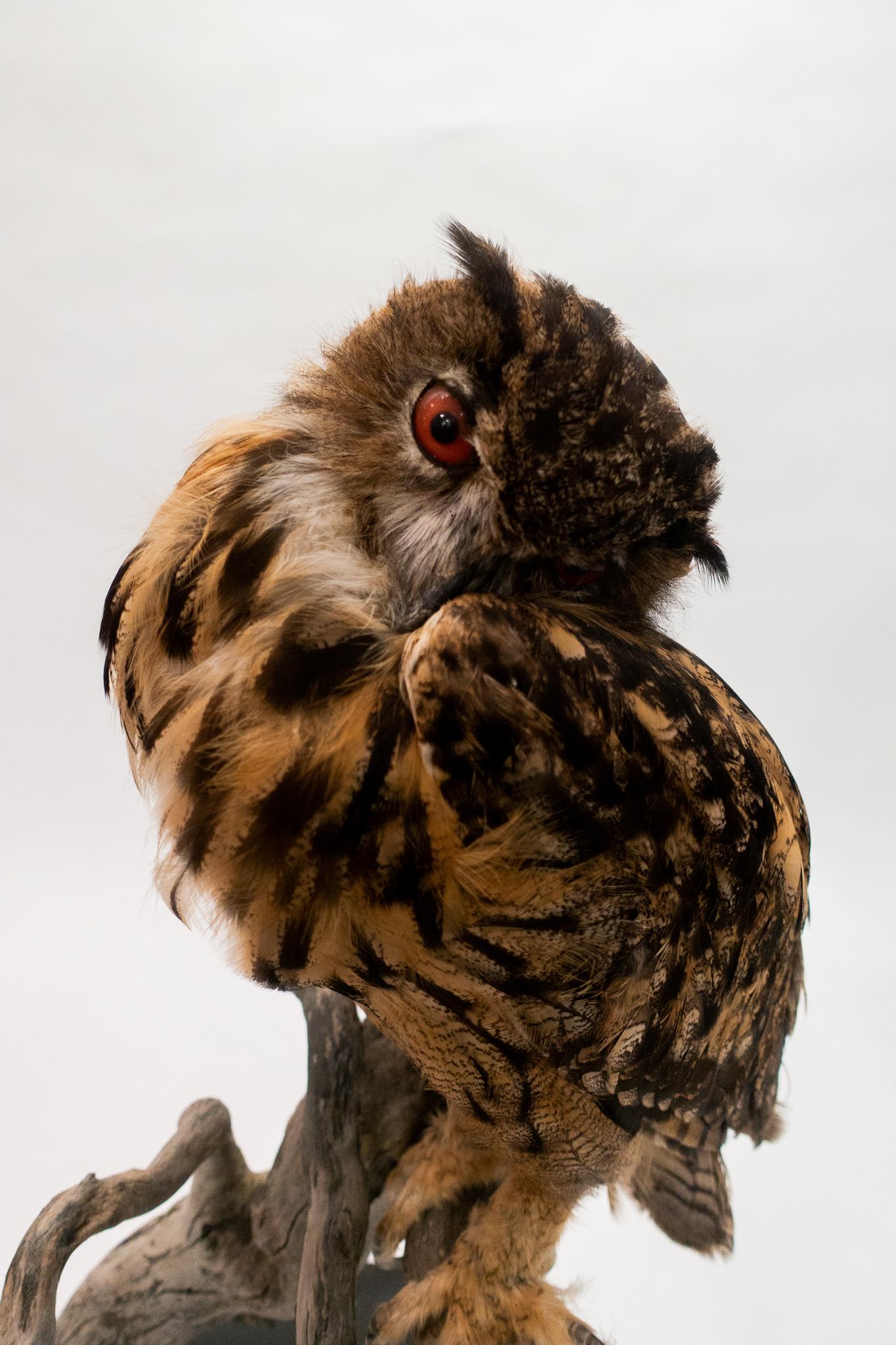owl taxidermy