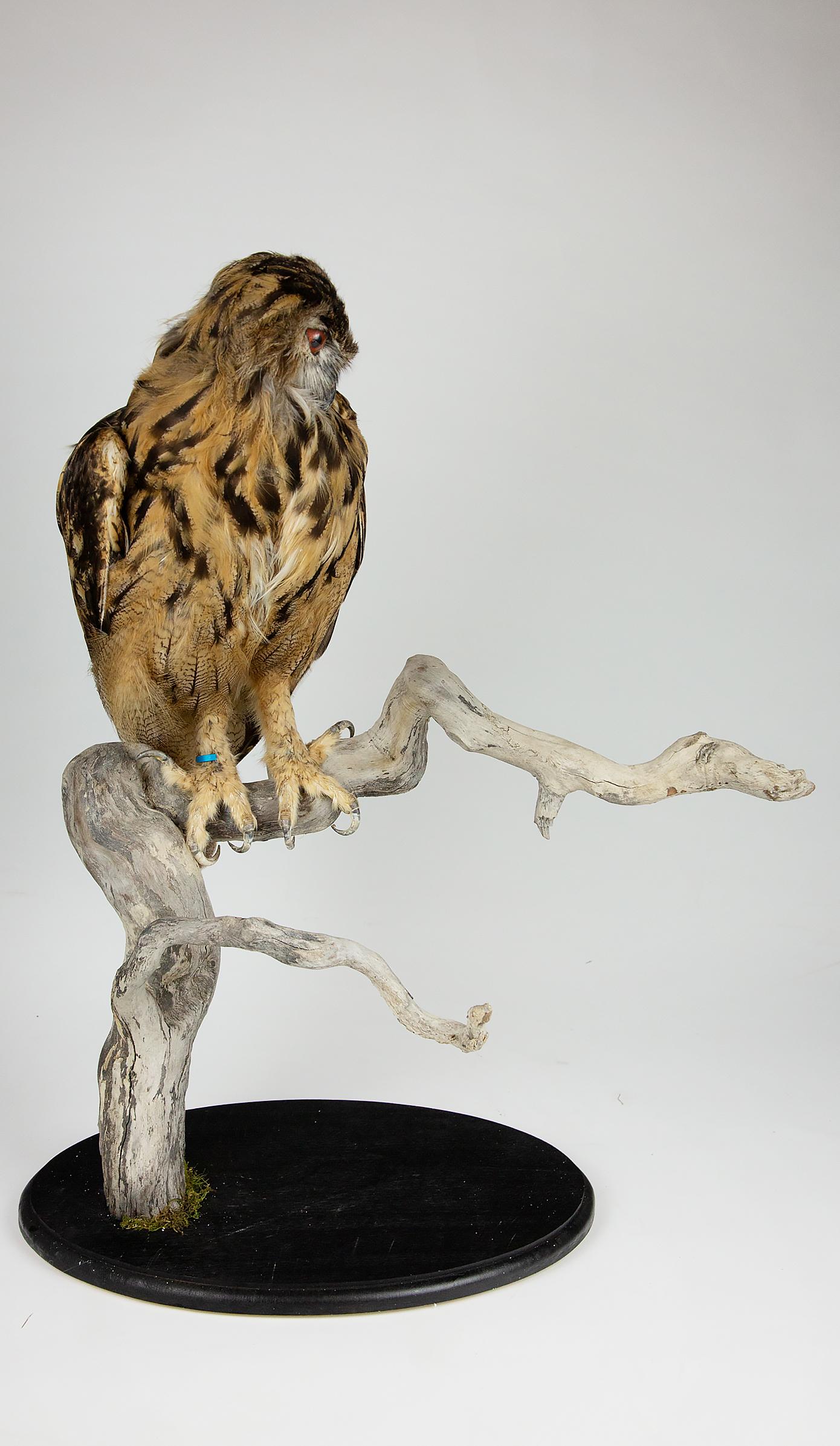 American Very Large Taxidermy Eurasian Eagle-Owl Mounted on a Black Base and Drift Wood