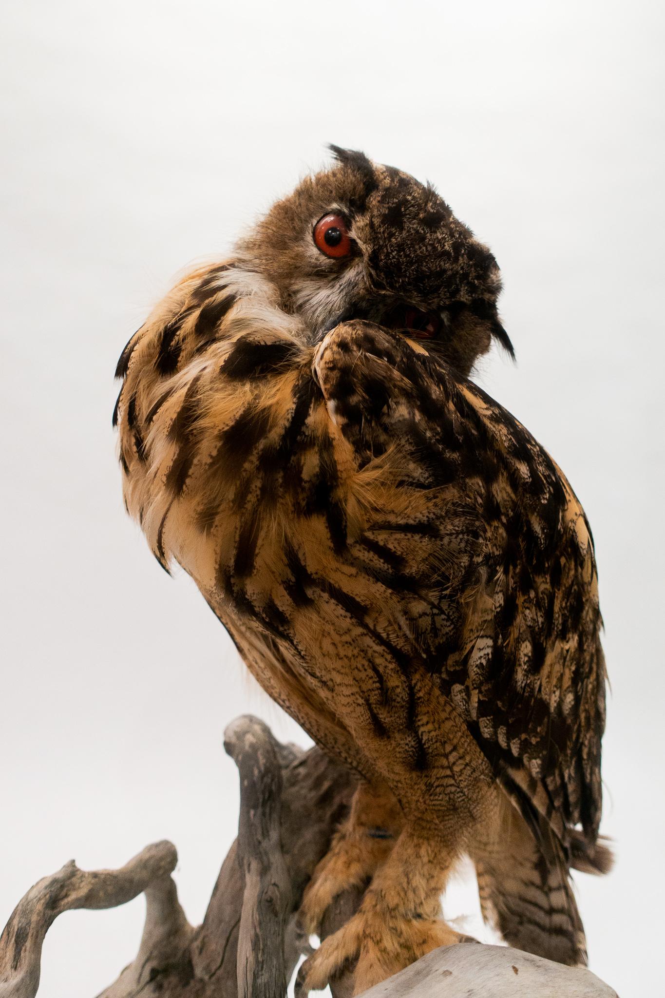 Victorian Very Large Taxidermy Eurasian Eagle-Owl Mounted on a Black Base and Drift Wood