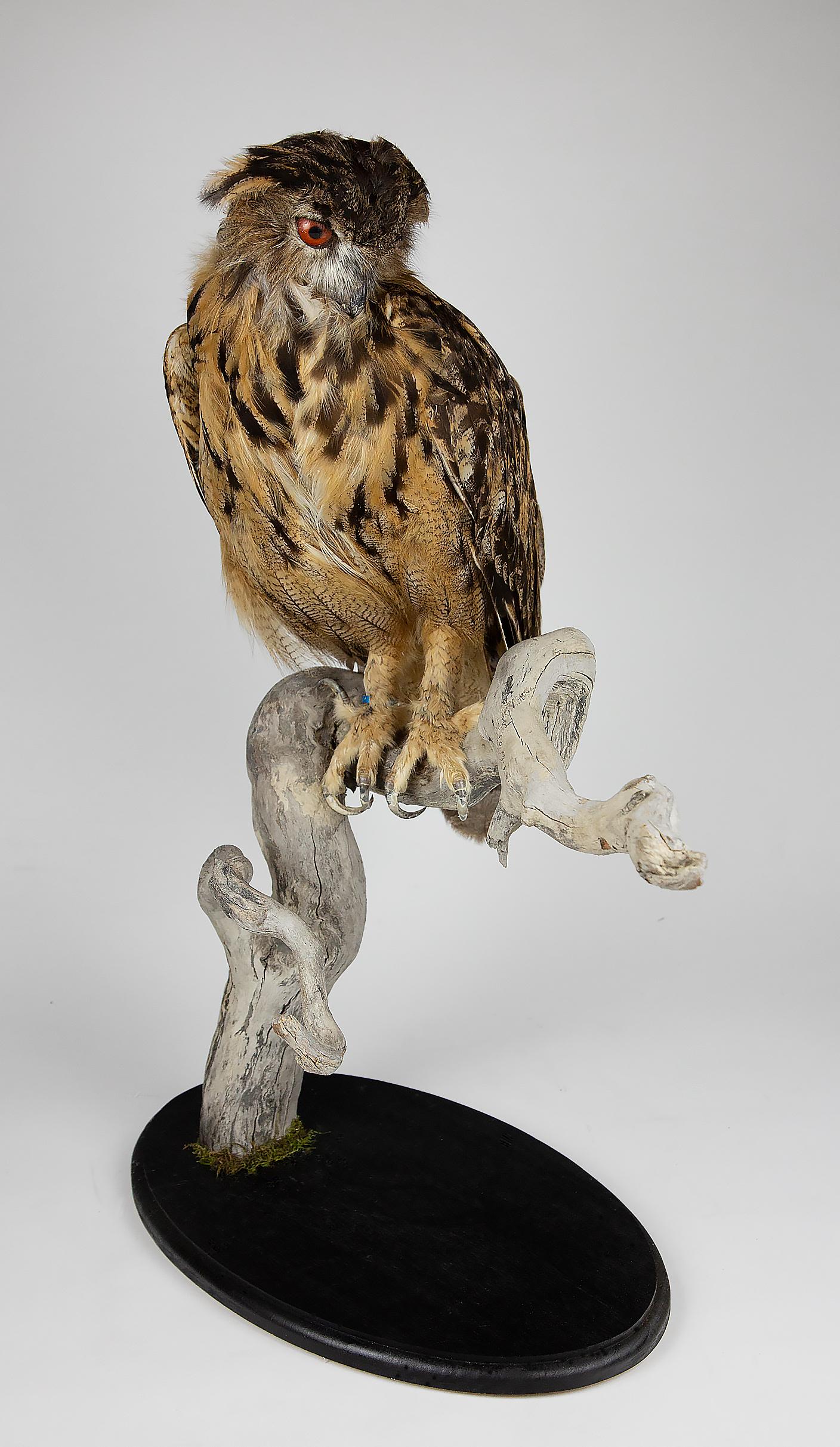 Very Large Taxidermy Eurasian Eagle-Owl Mounted on a Black Base and Drift Wood In Good Condition In New York, NY