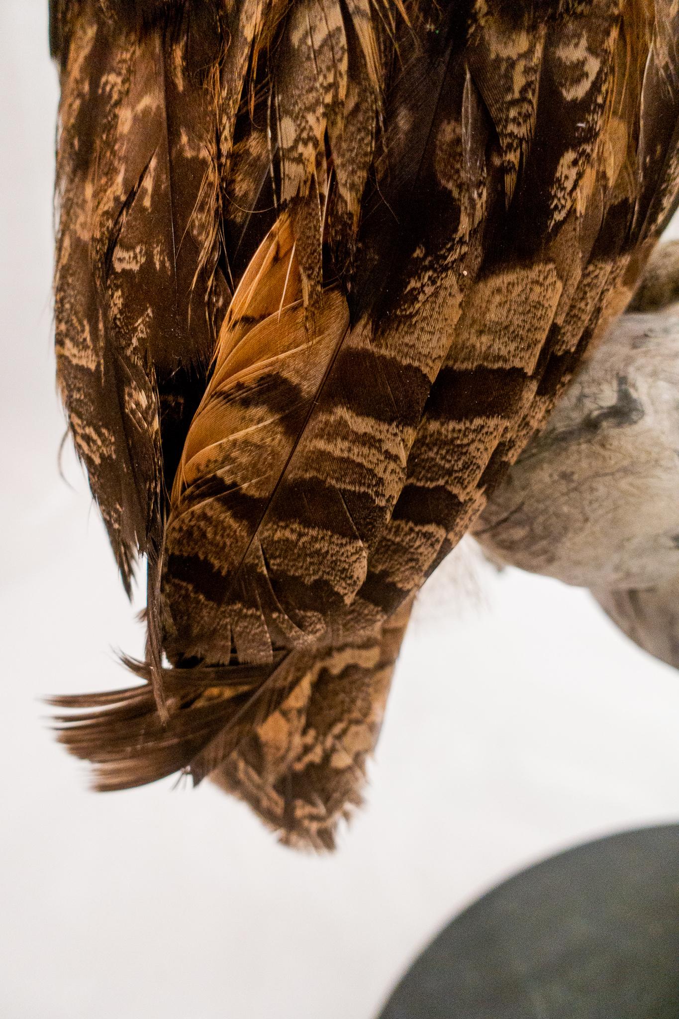 Very Large Taxidermy Eurasian Eagle-Owl Mounted on a Black Base and Drift Wood In Good Condition In New York, NY