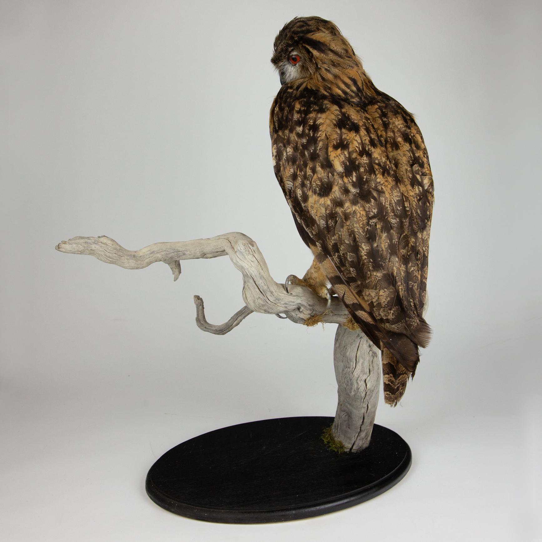 Very Large Taxidermy Eurasian Eagle-Owl Mounted on a Black Base and Drift Wood 1